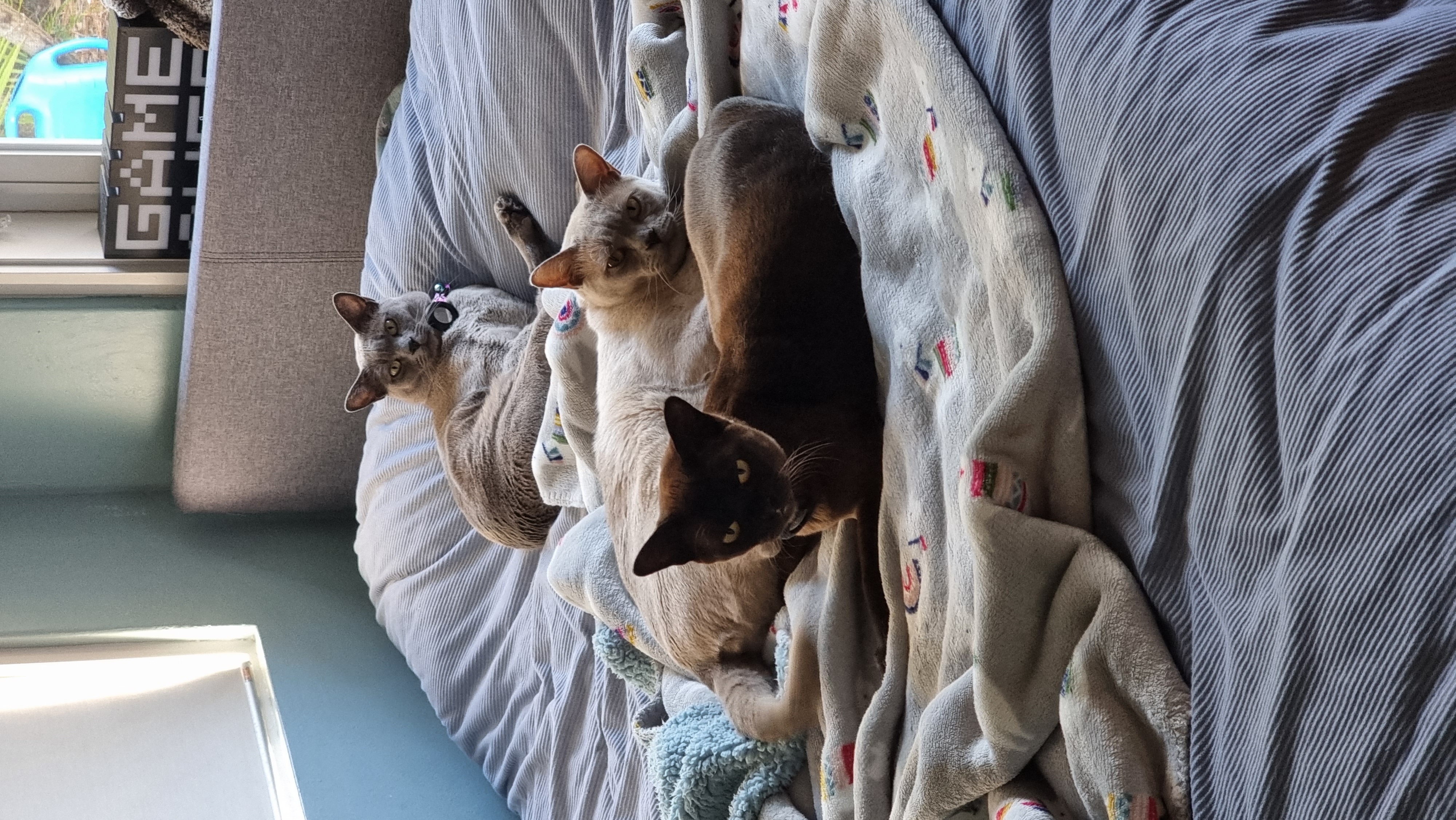 image-12