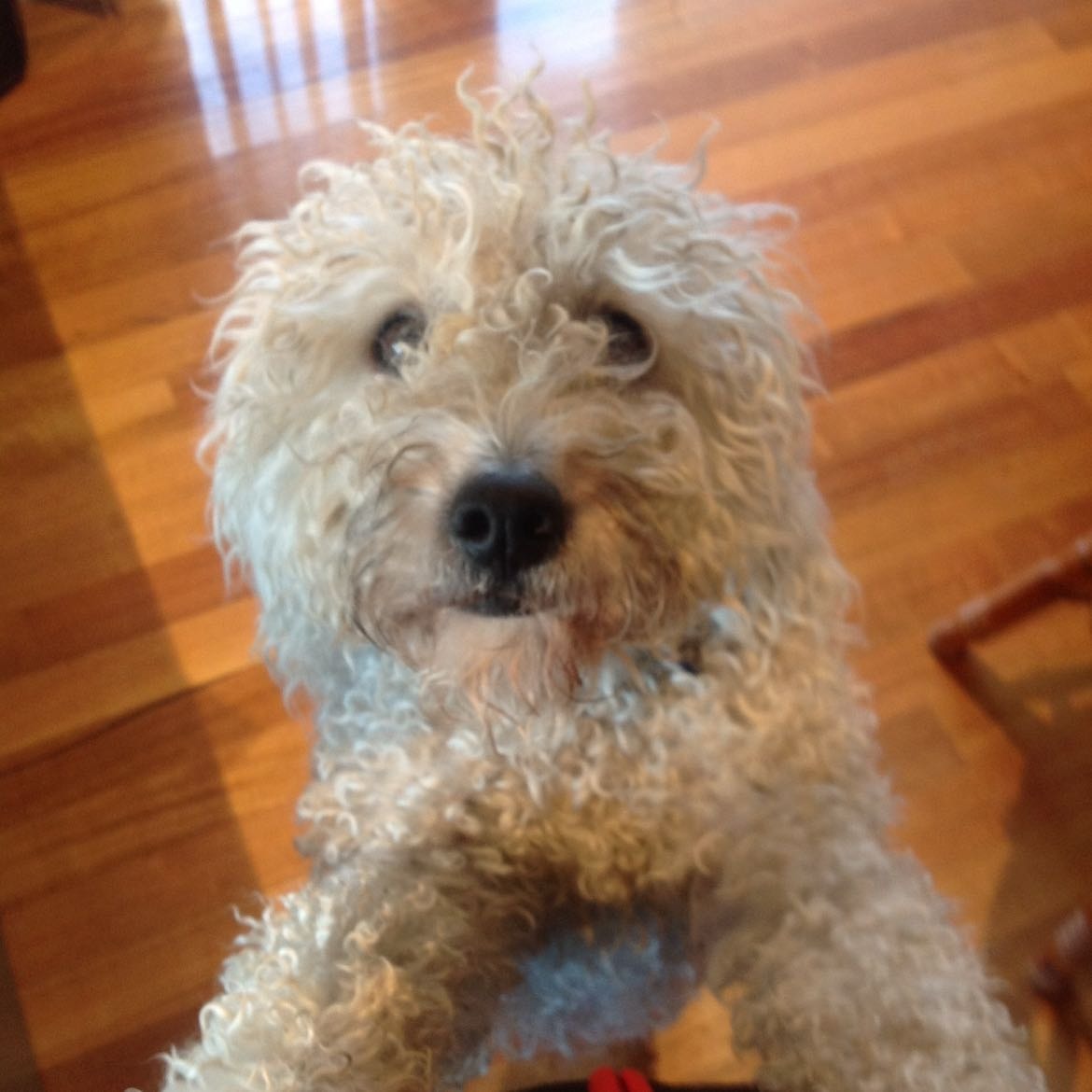 Archie