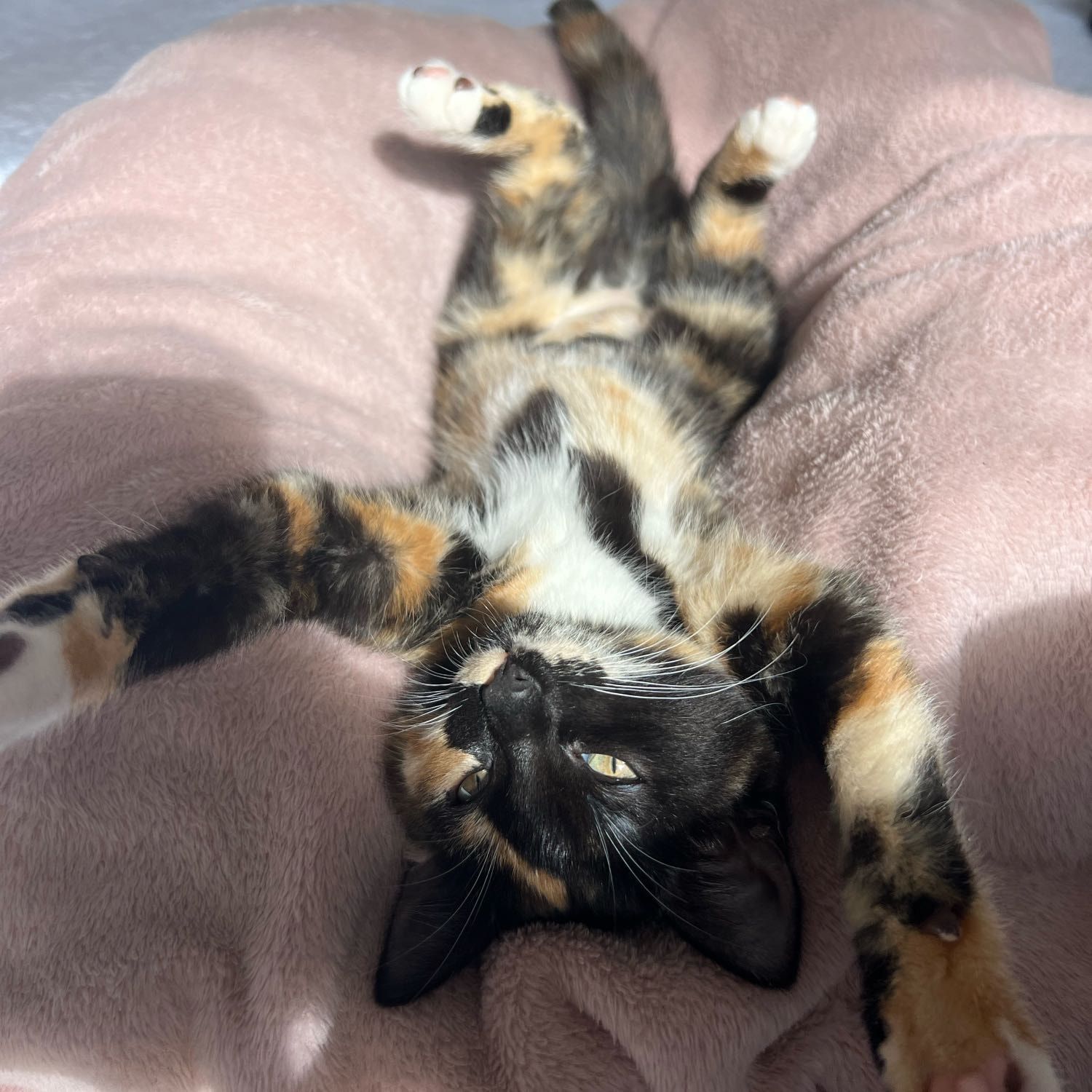 Toe Bean