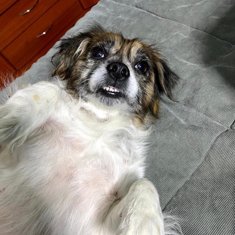 Perlita