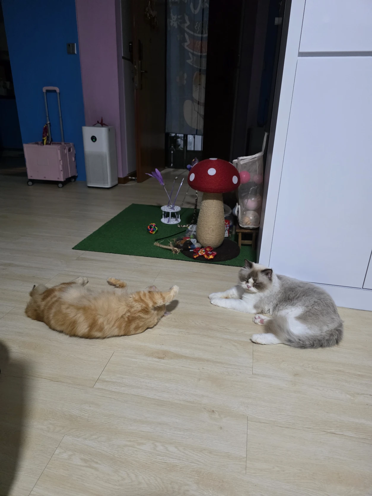 image-7