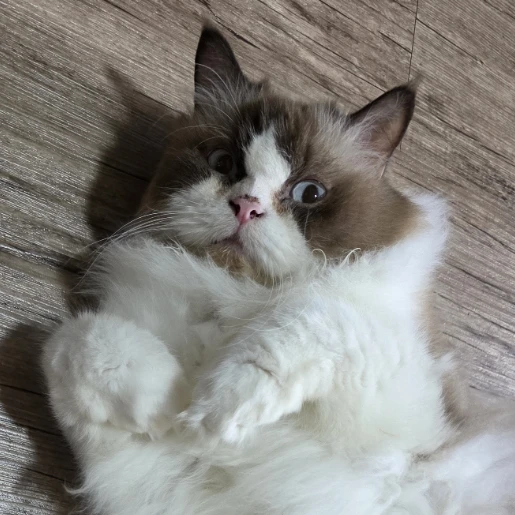 Miro
