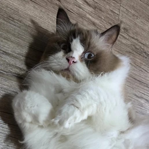 Miro