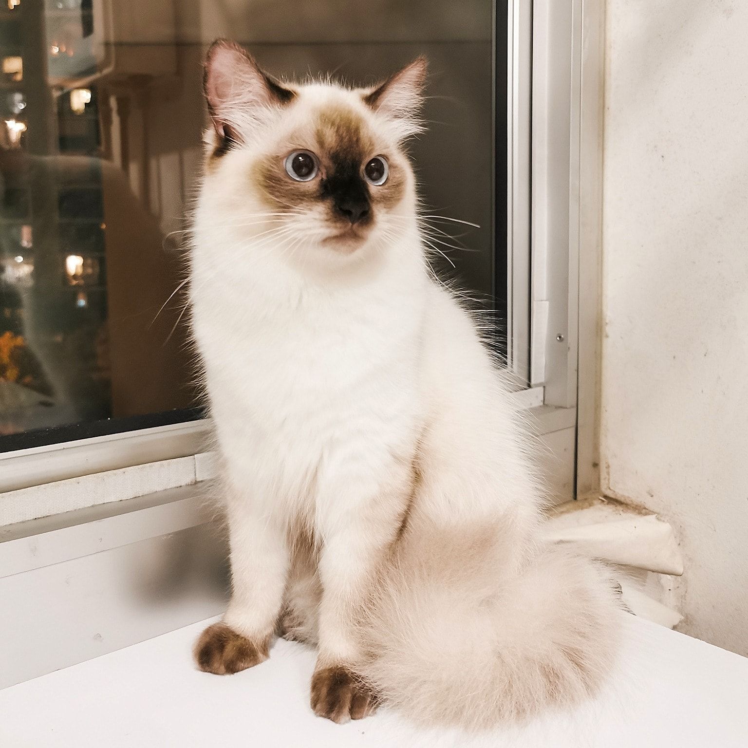 Ayla
