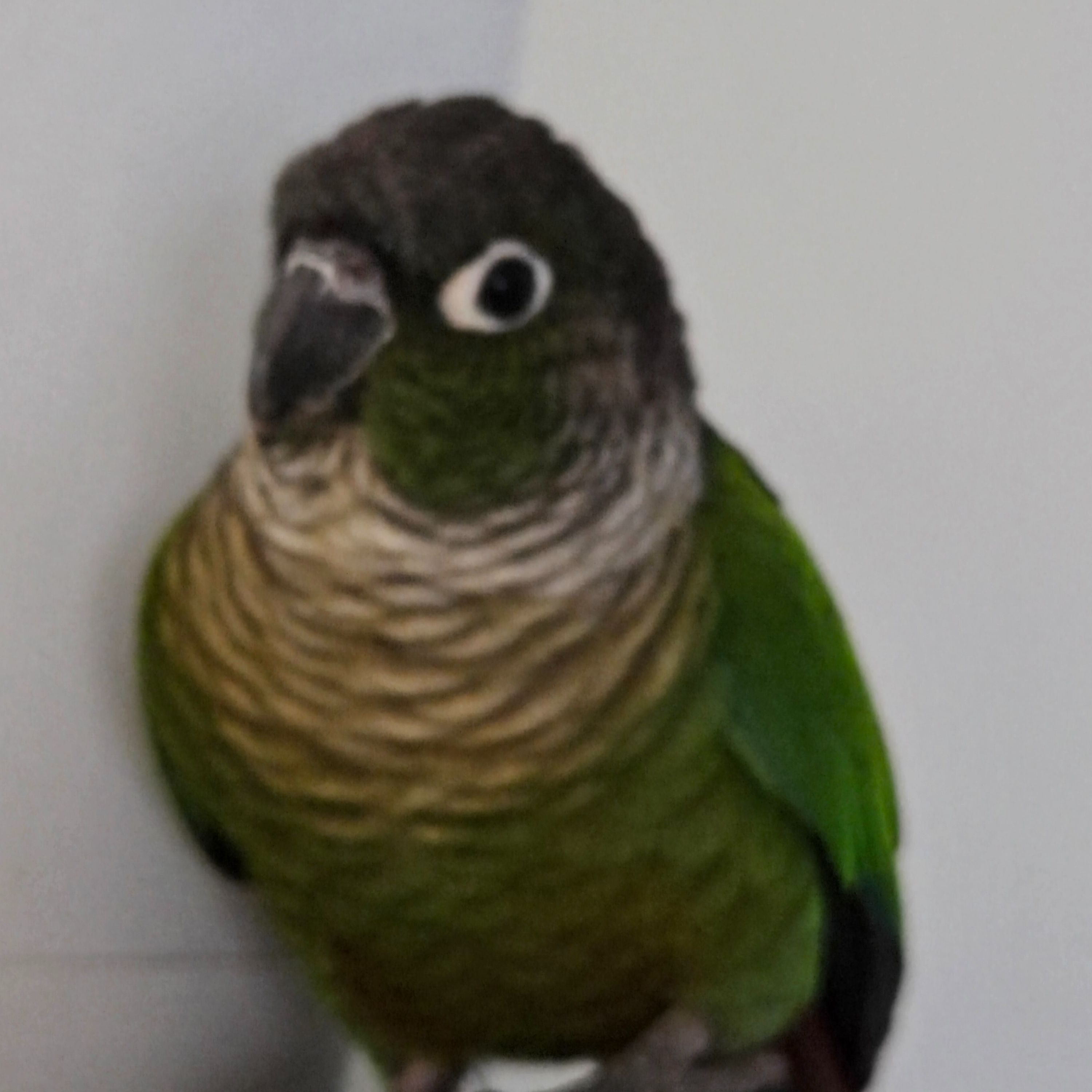 Lulu