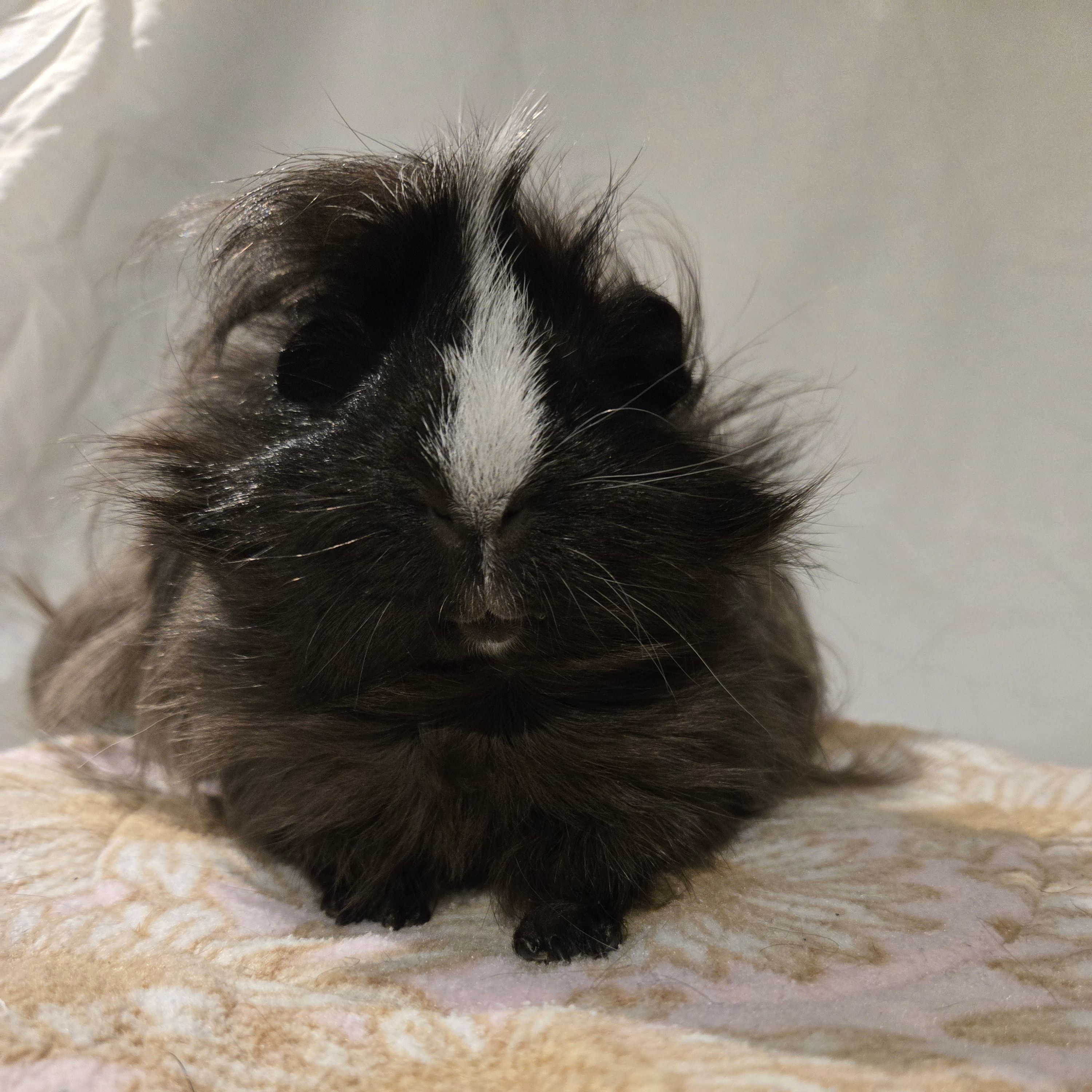 Marvin