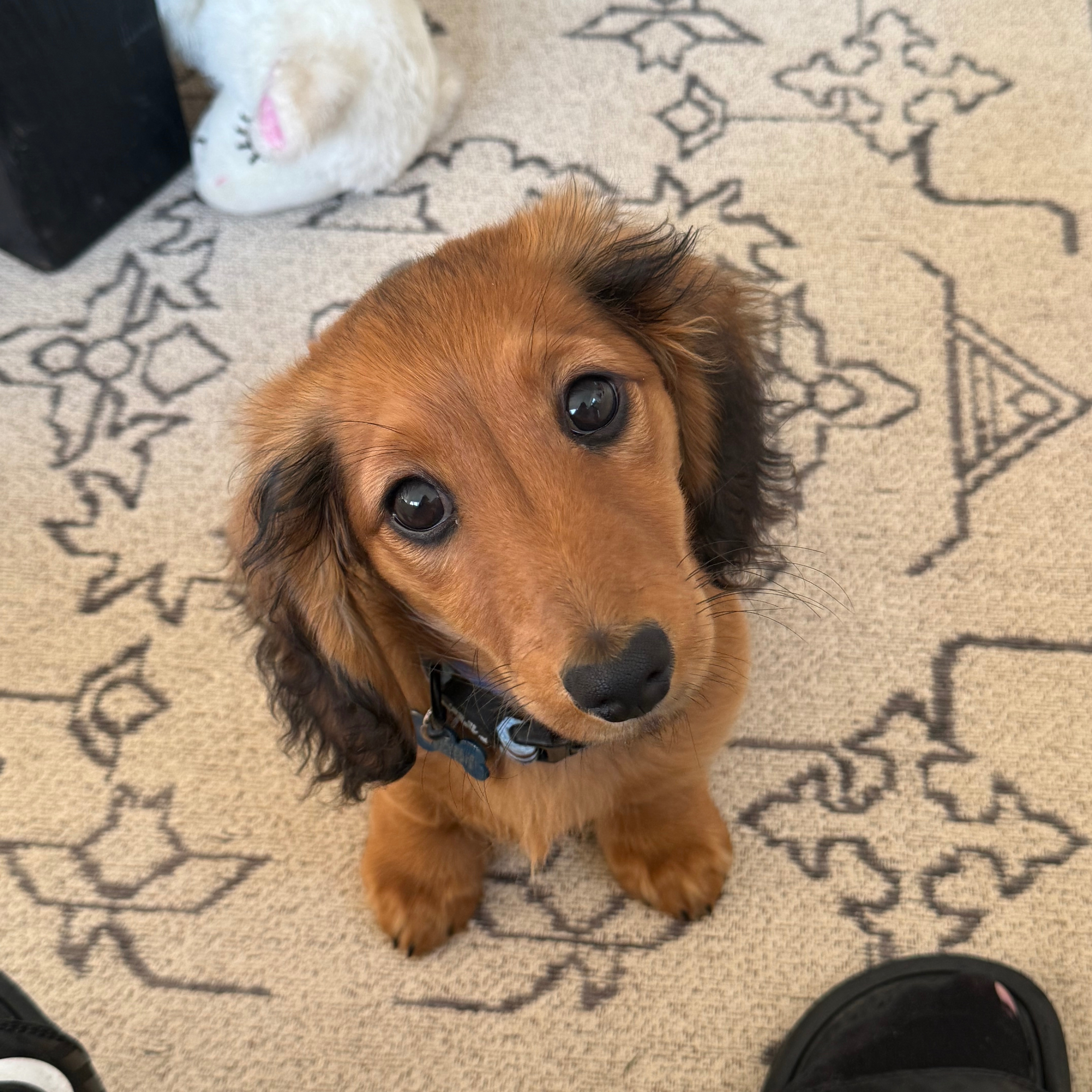 Maximus 