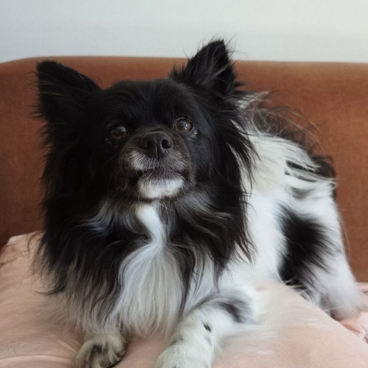 Kiko