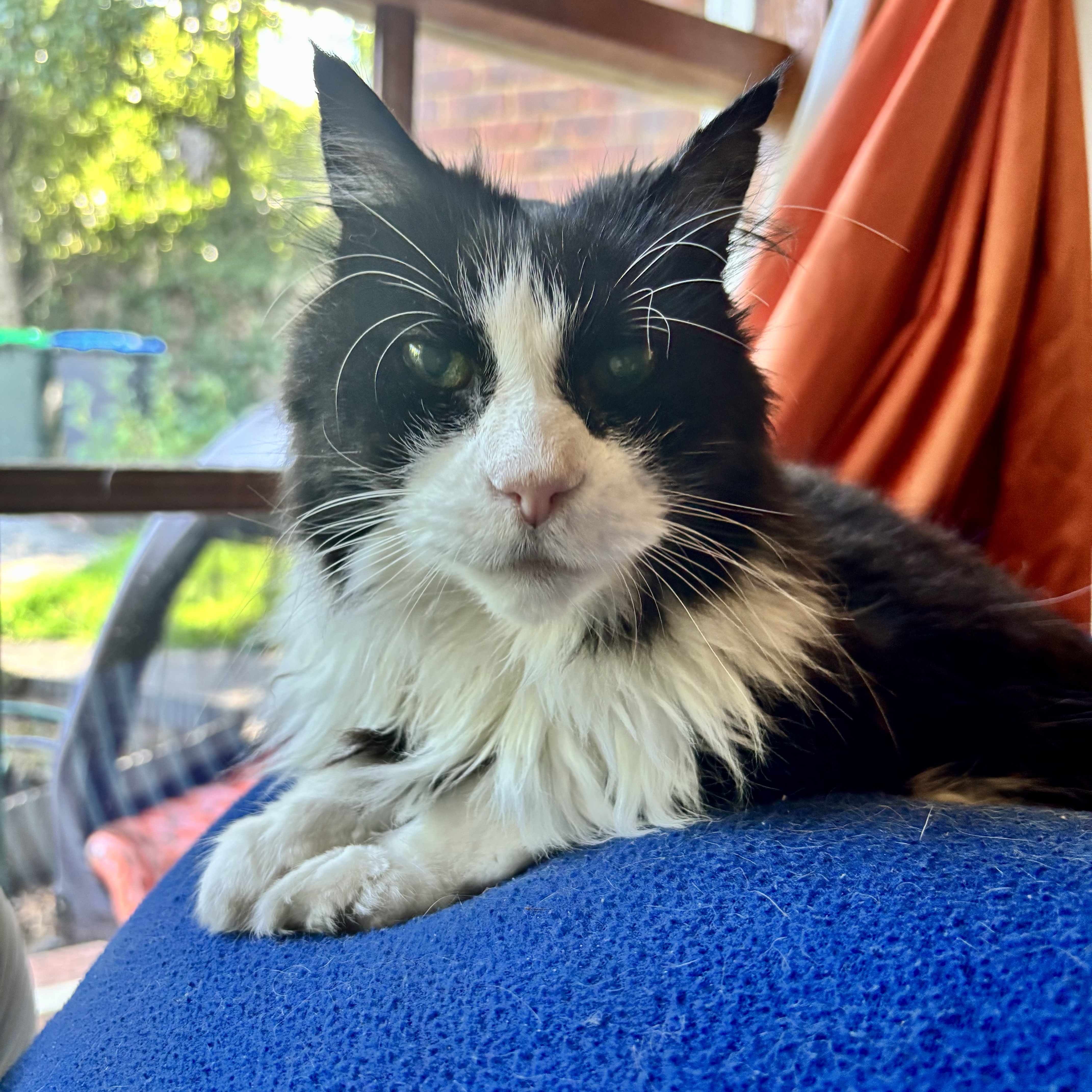Monty