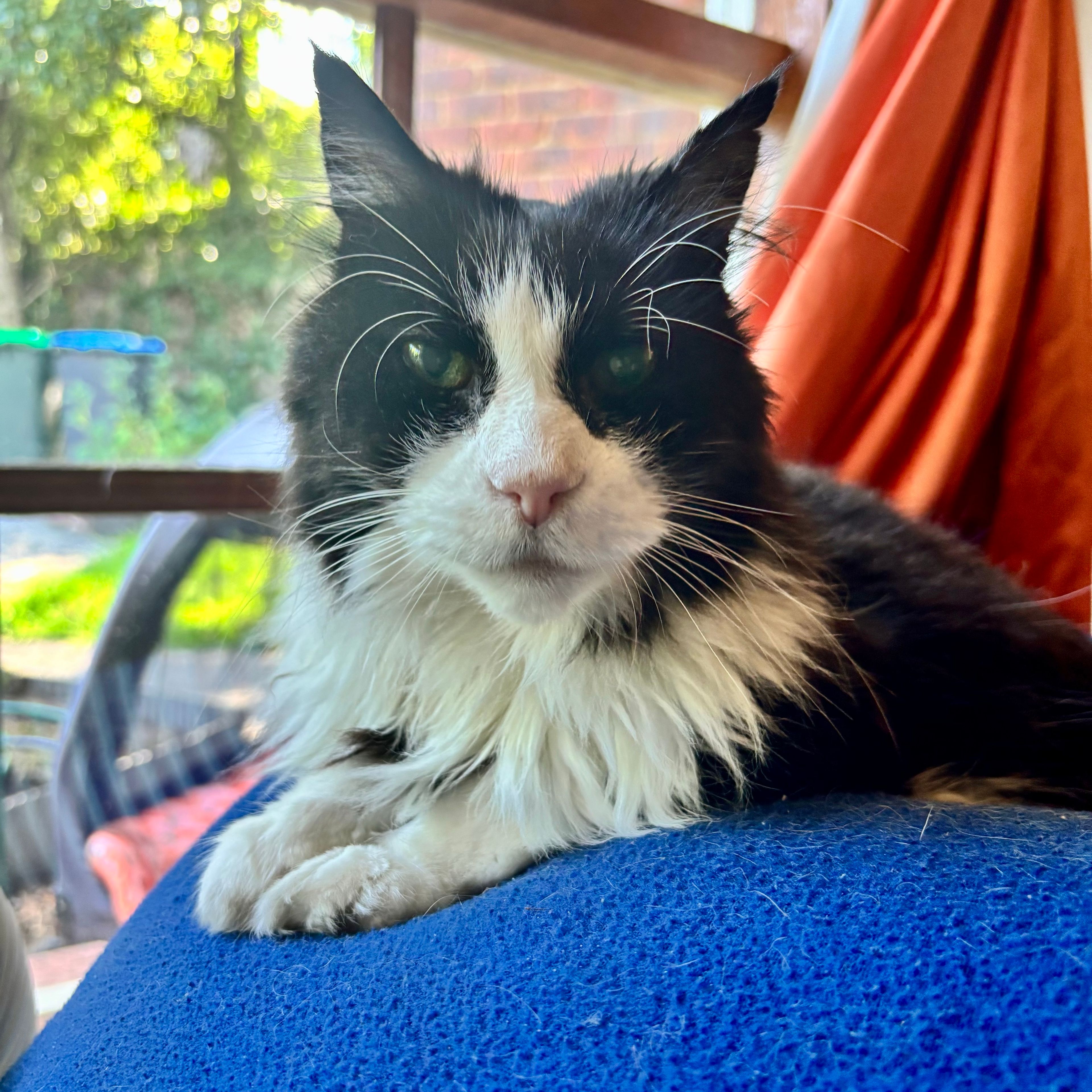 Monty