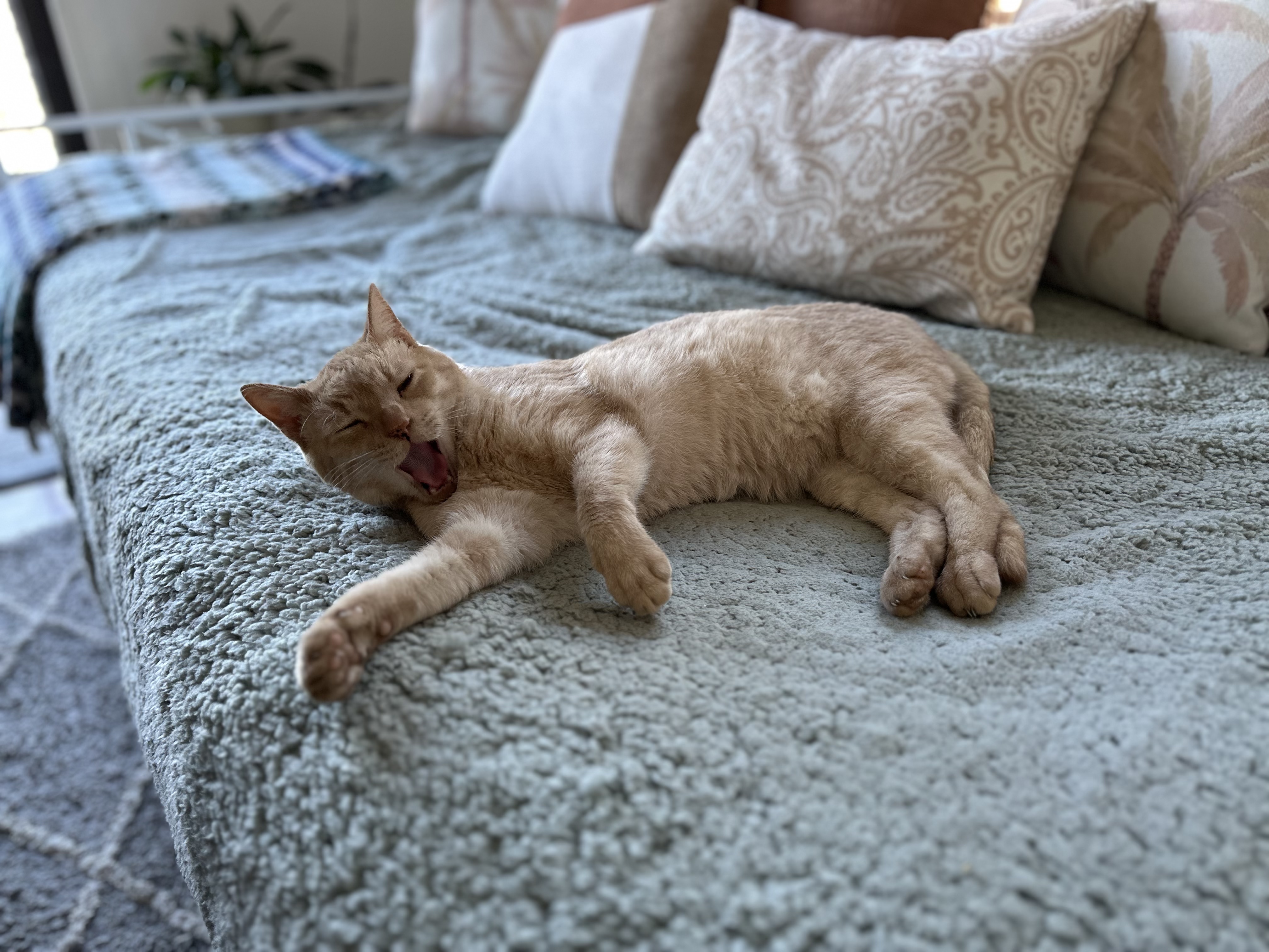 image-12