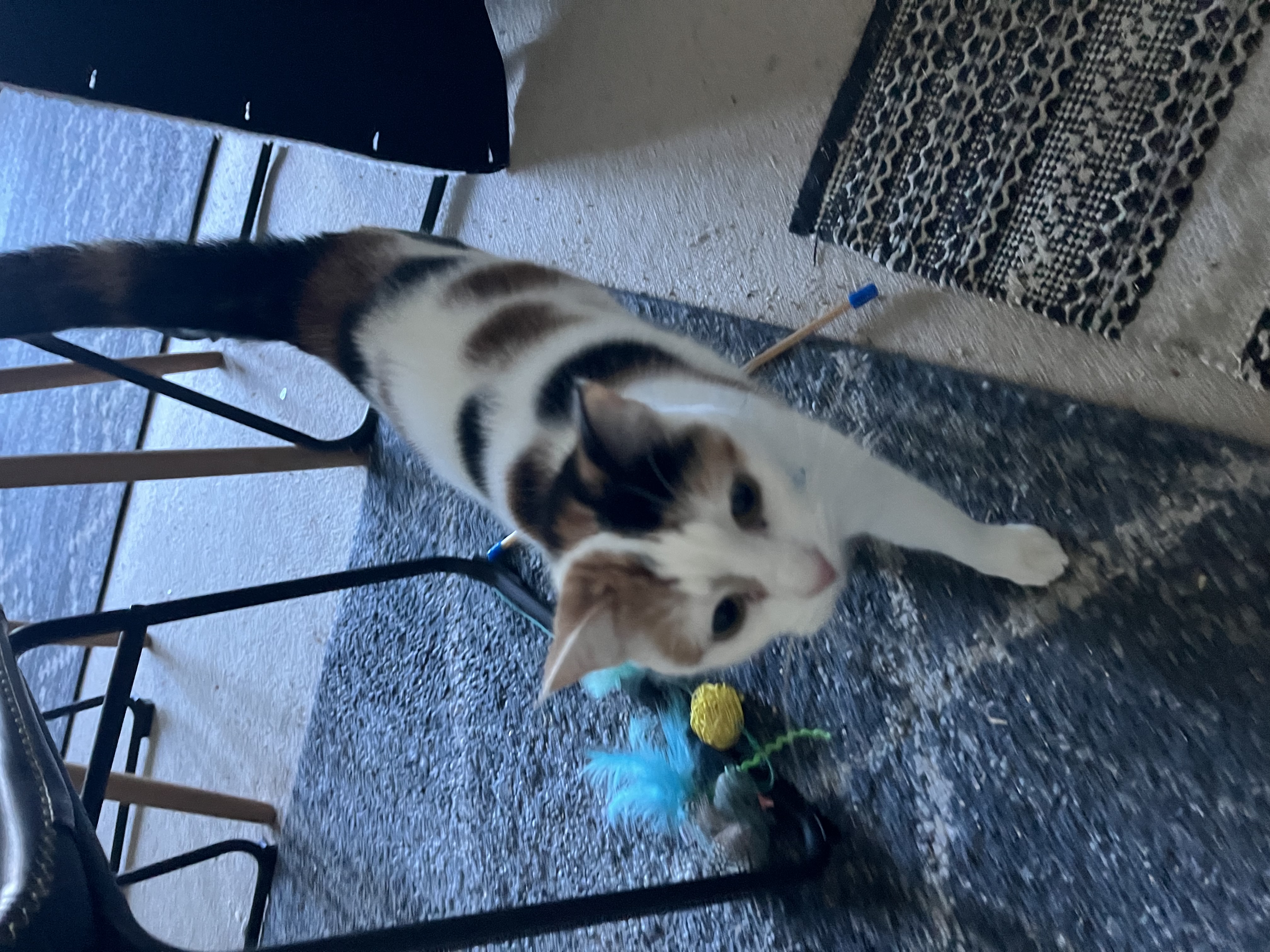 image-10
