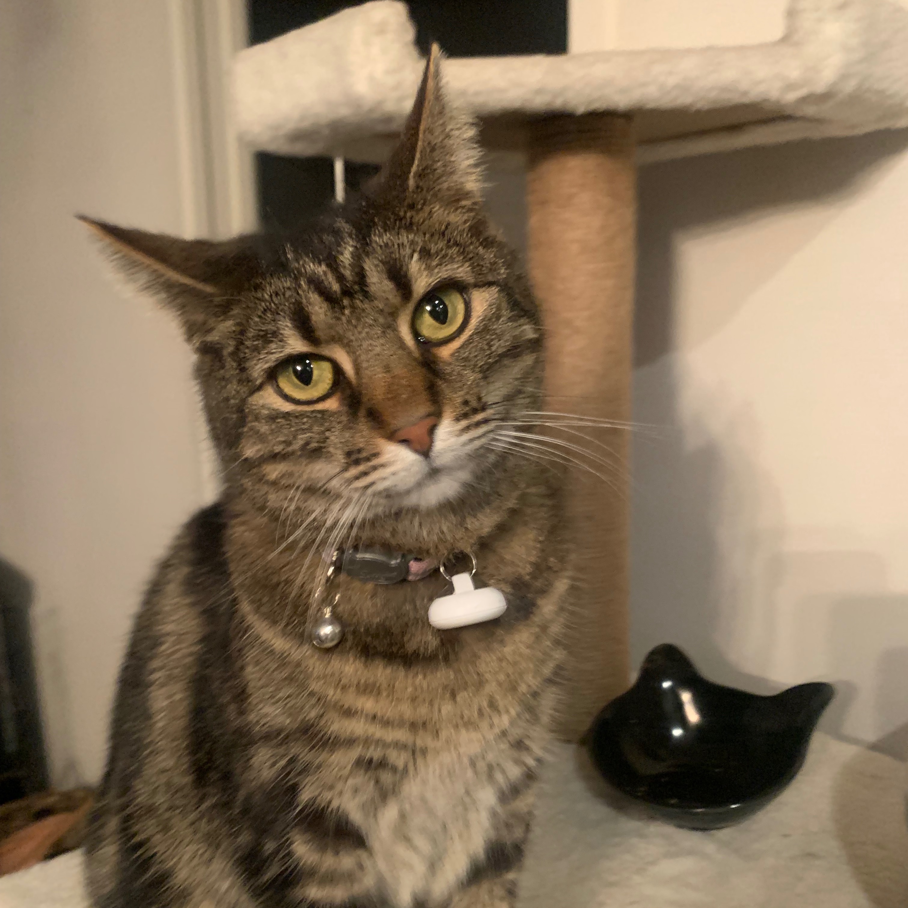 Lulu