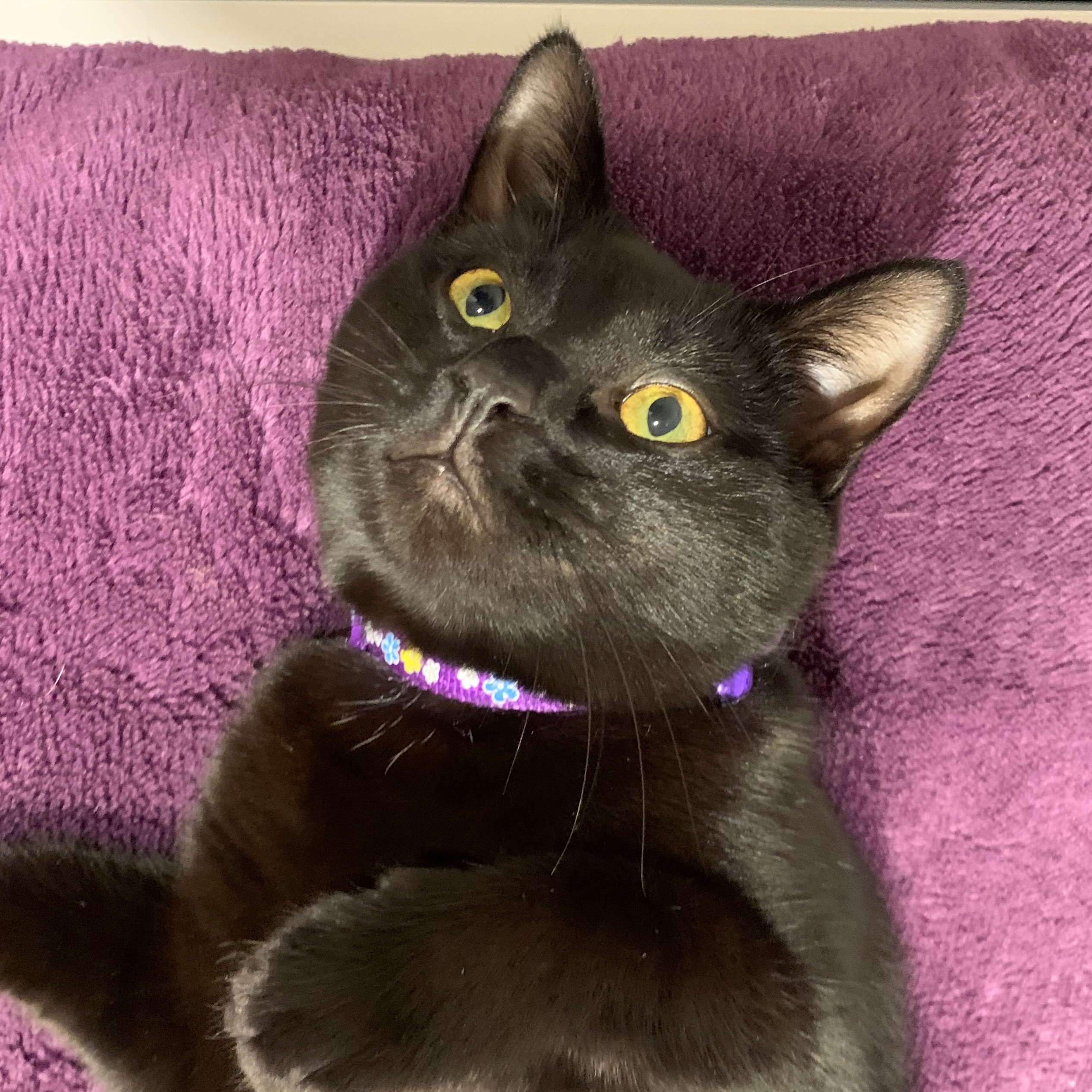 Suki