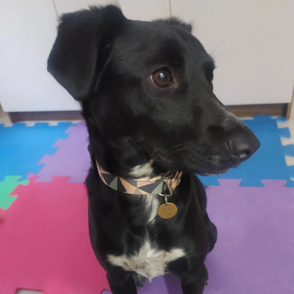 Oreo