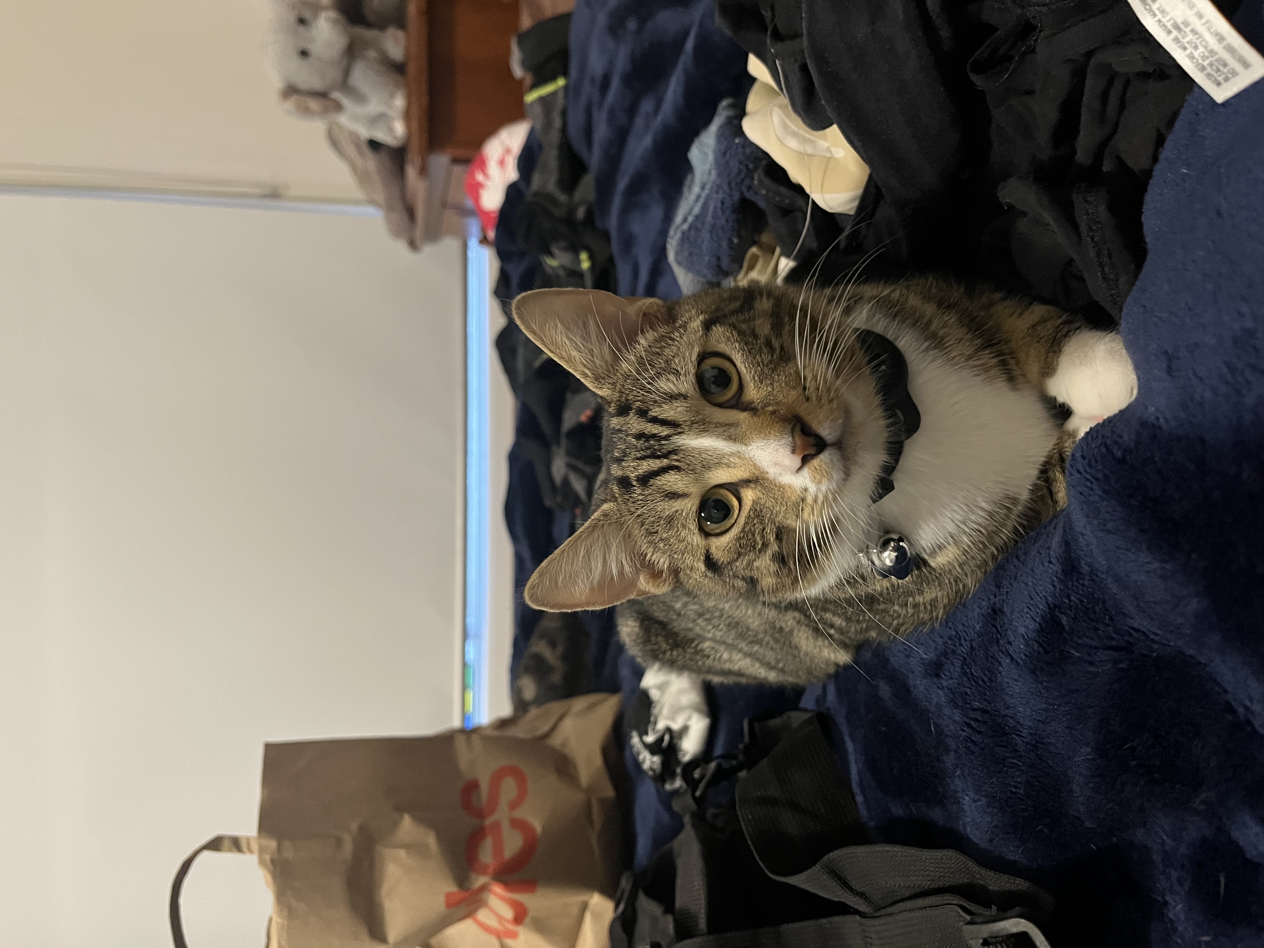 image-16