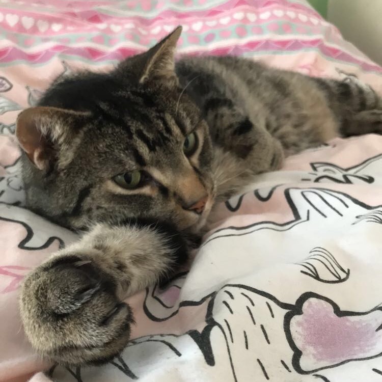 Lucky Tiger 