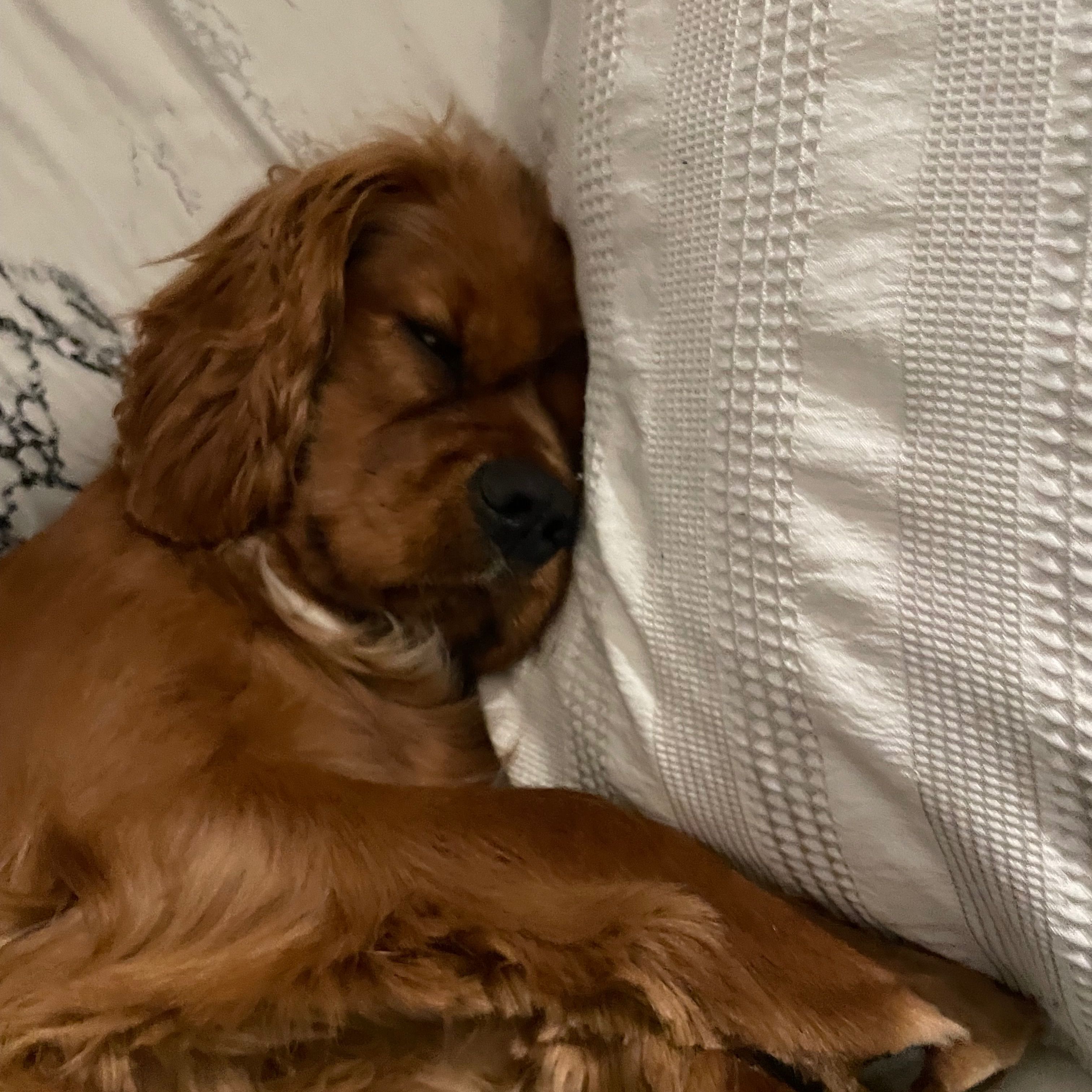 Chewbacca