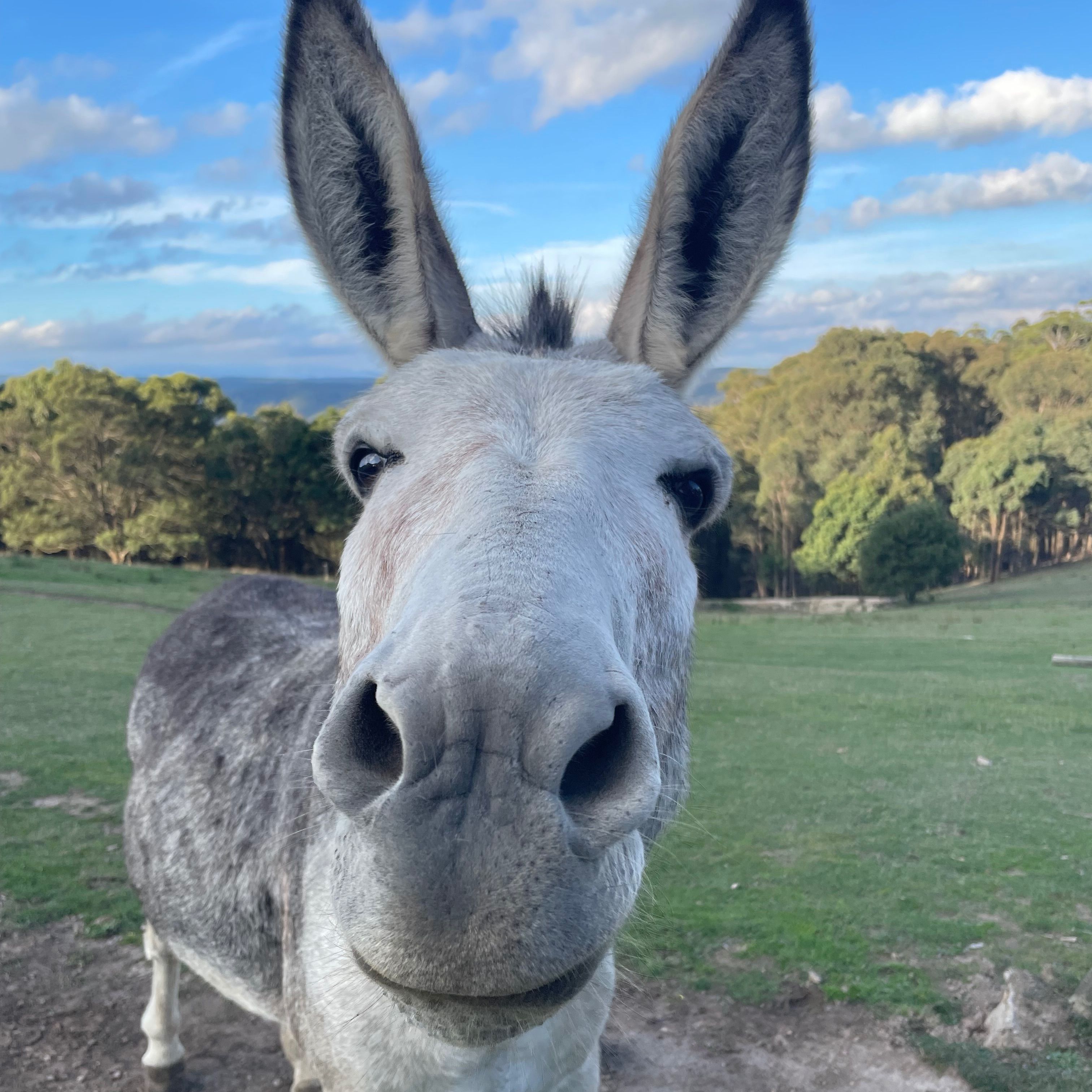 Donkey
