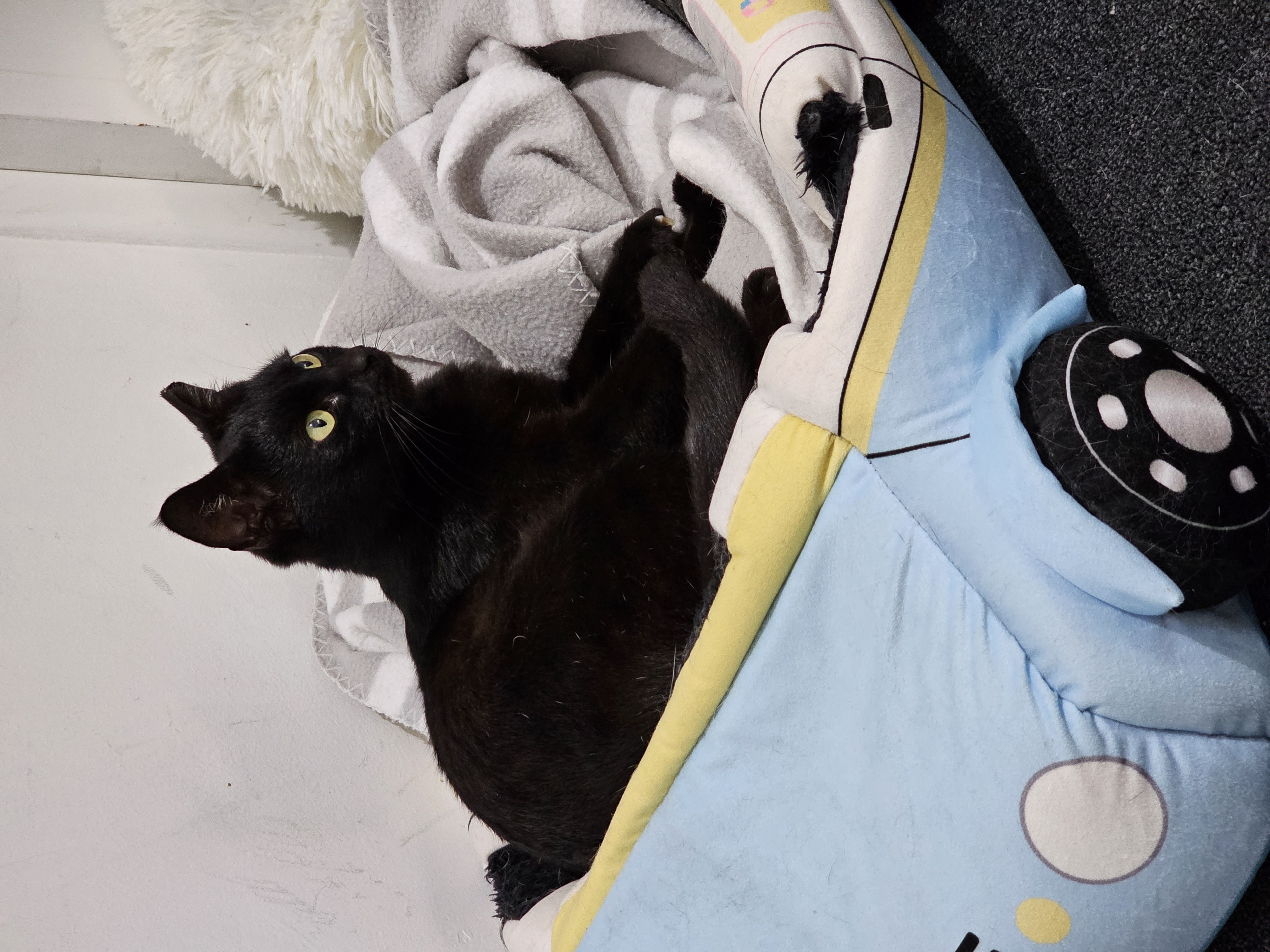 image-6