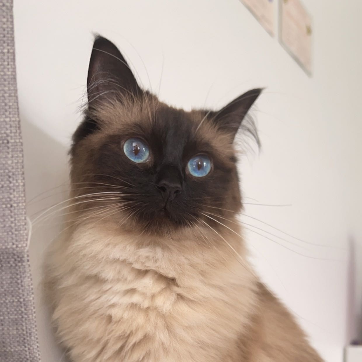 Elsa