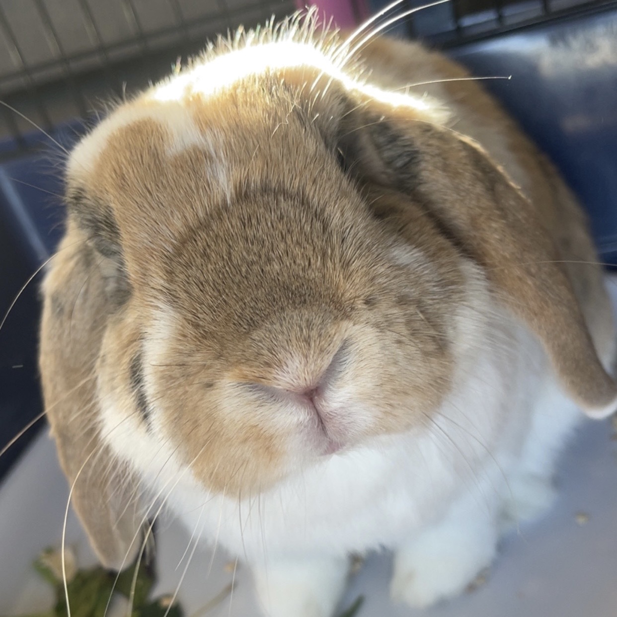 Charlie 