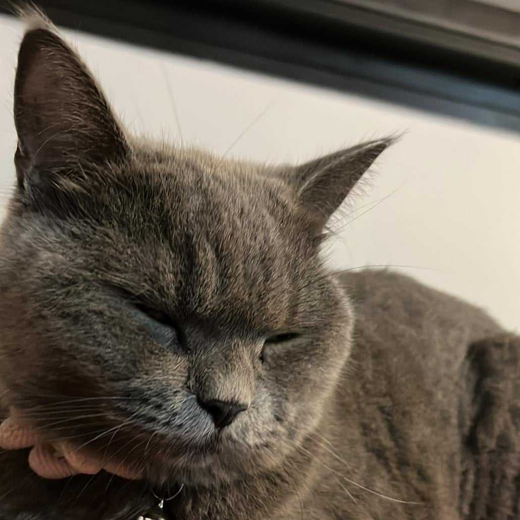 Coco - Guardian Angel