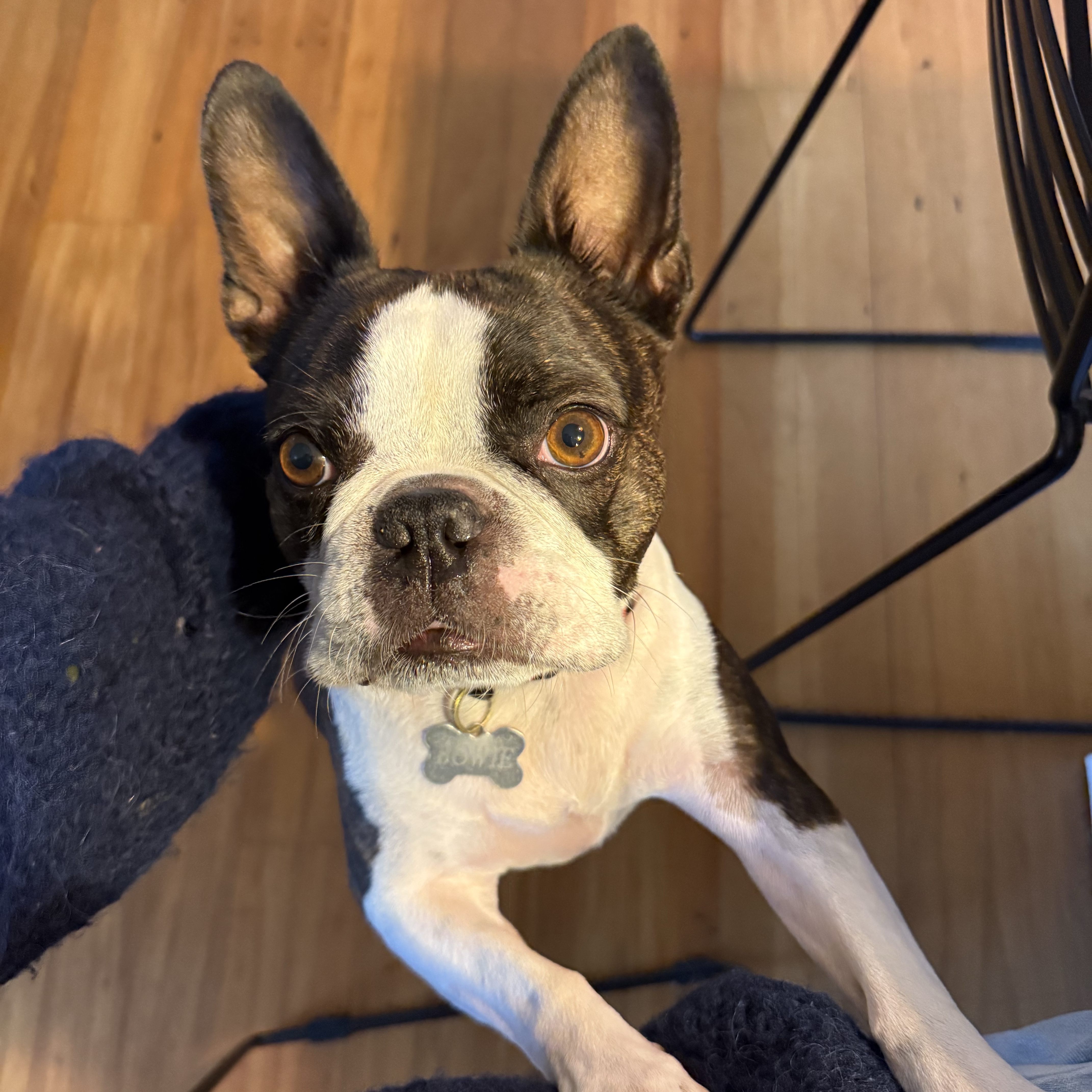Bowie
