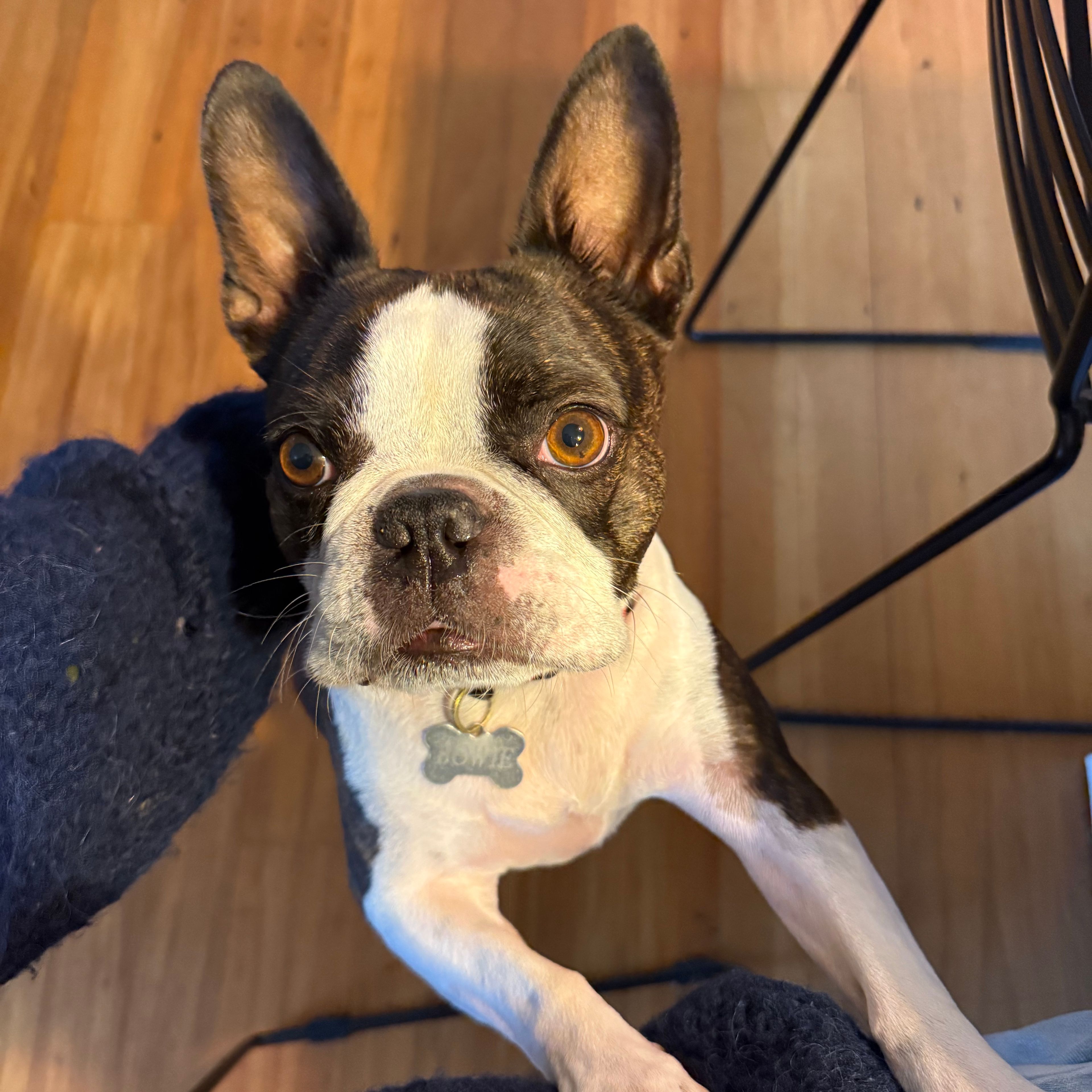 Bowie