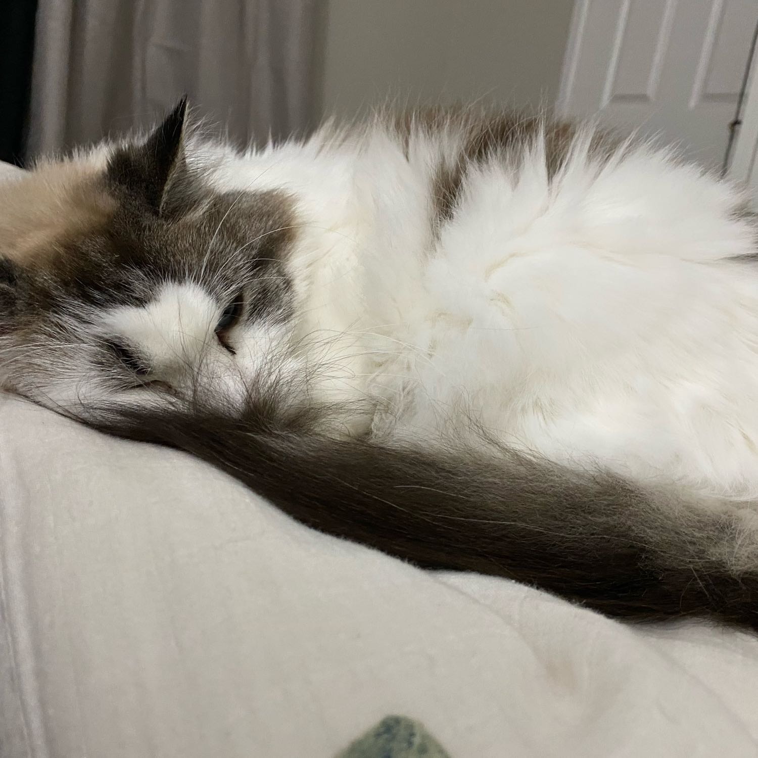 Elsa