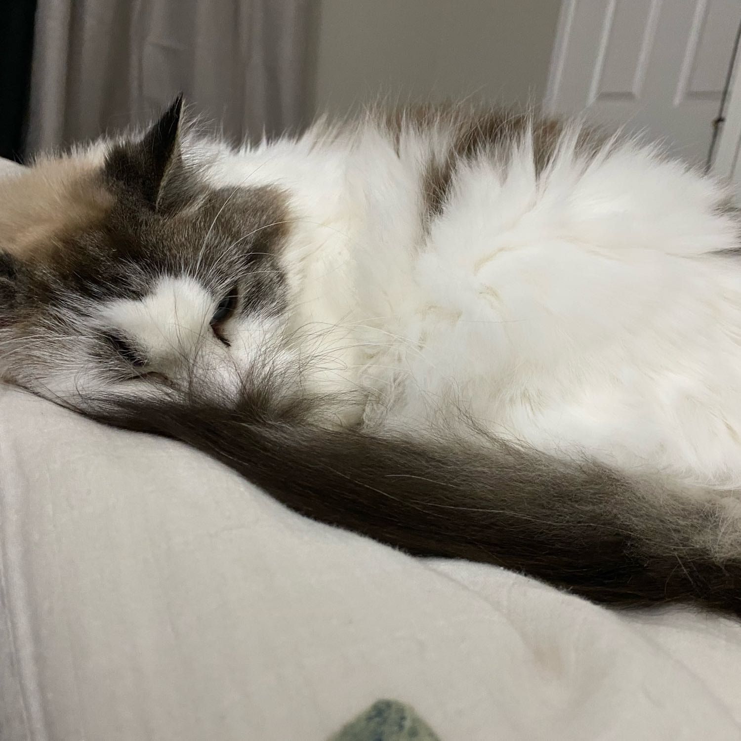 Elsa