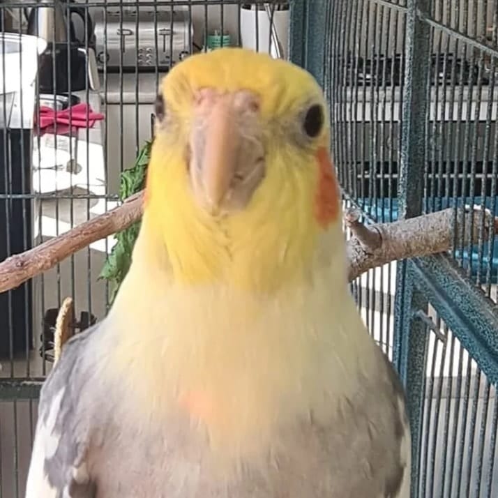 Birdie Boo