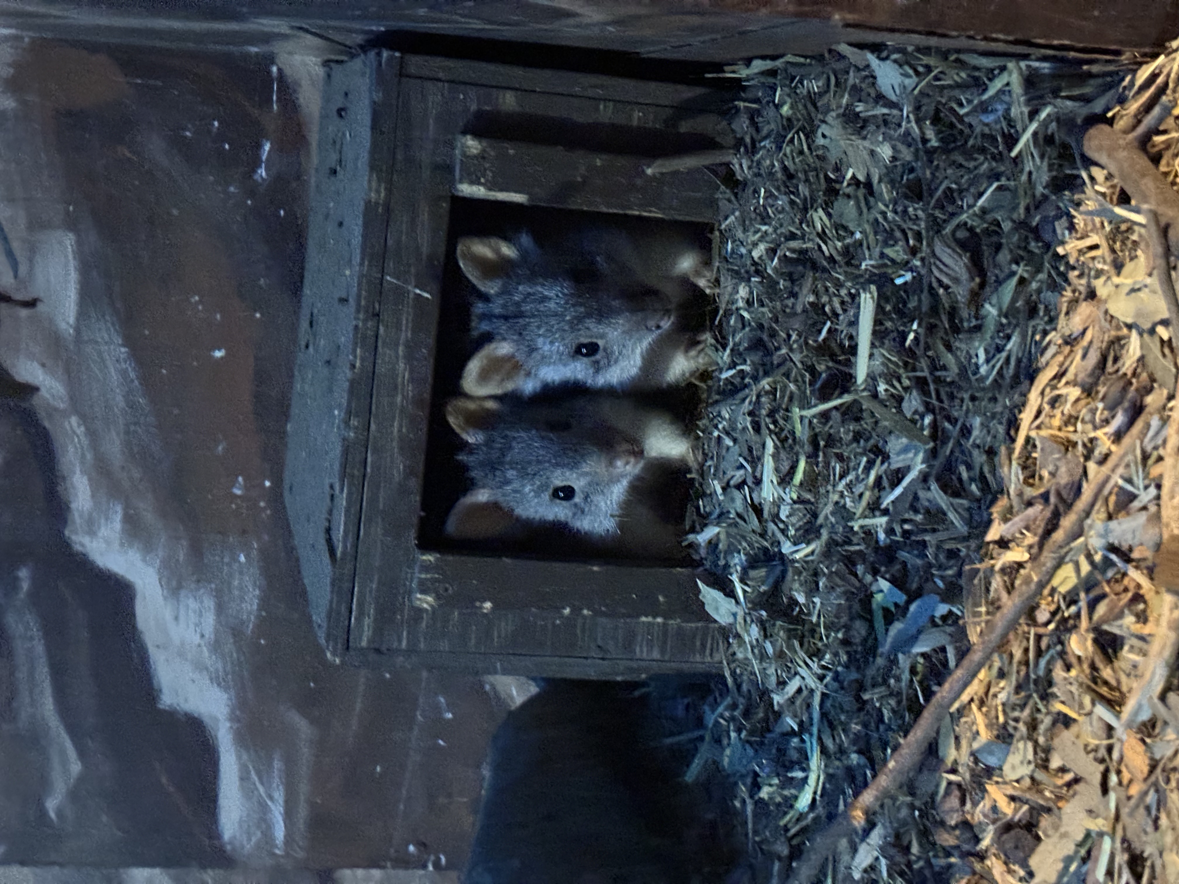 image-7