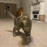 Simba