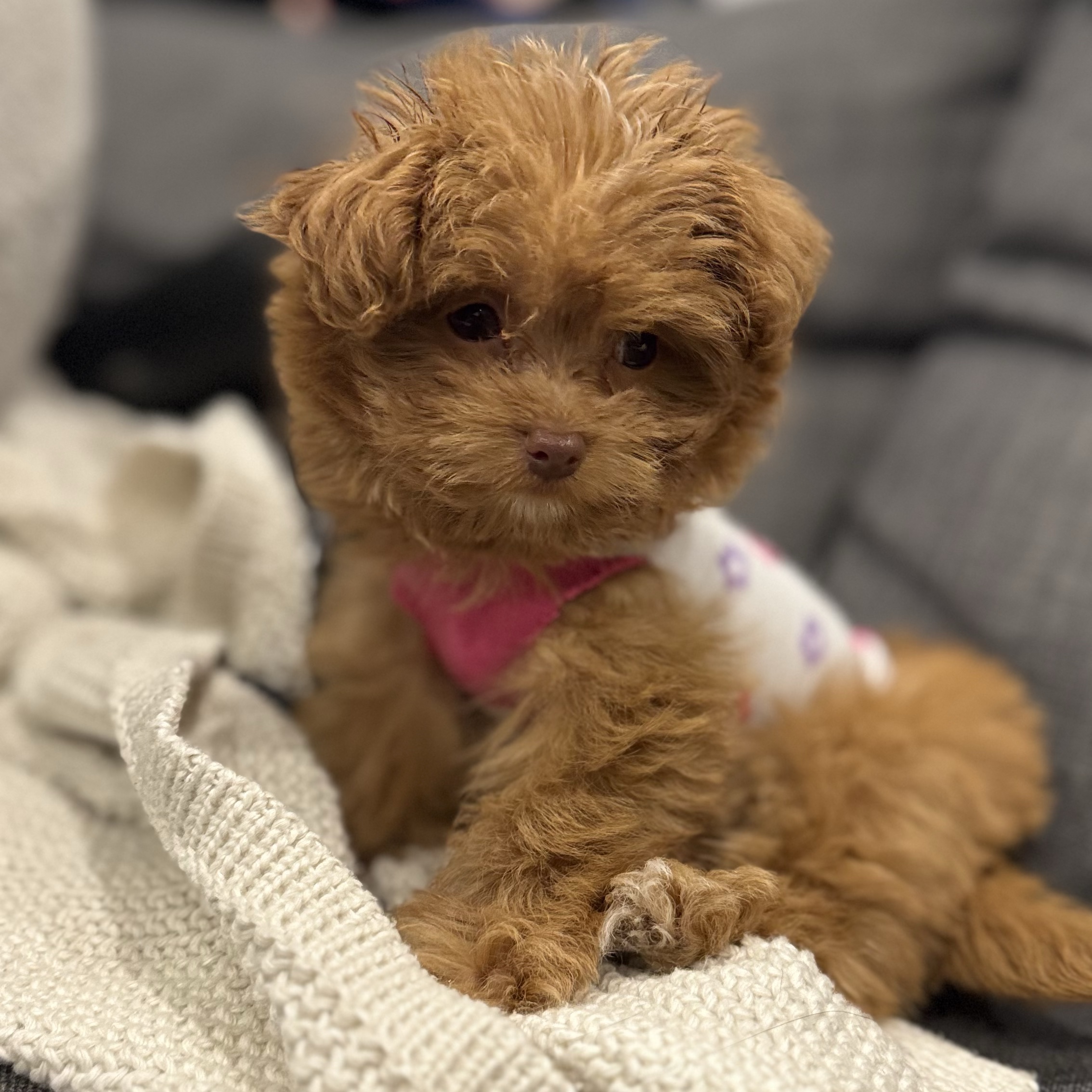 Zola