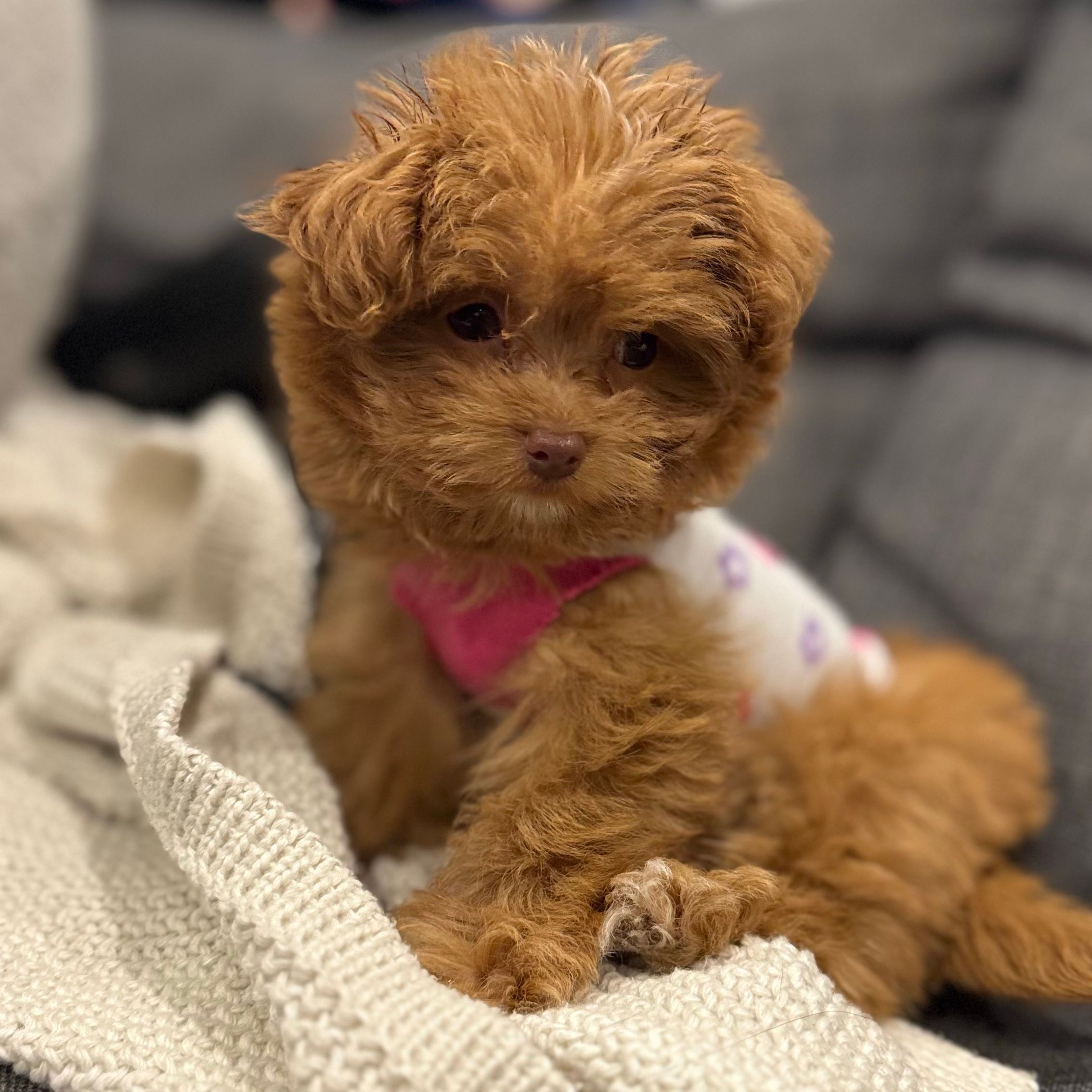 Zola