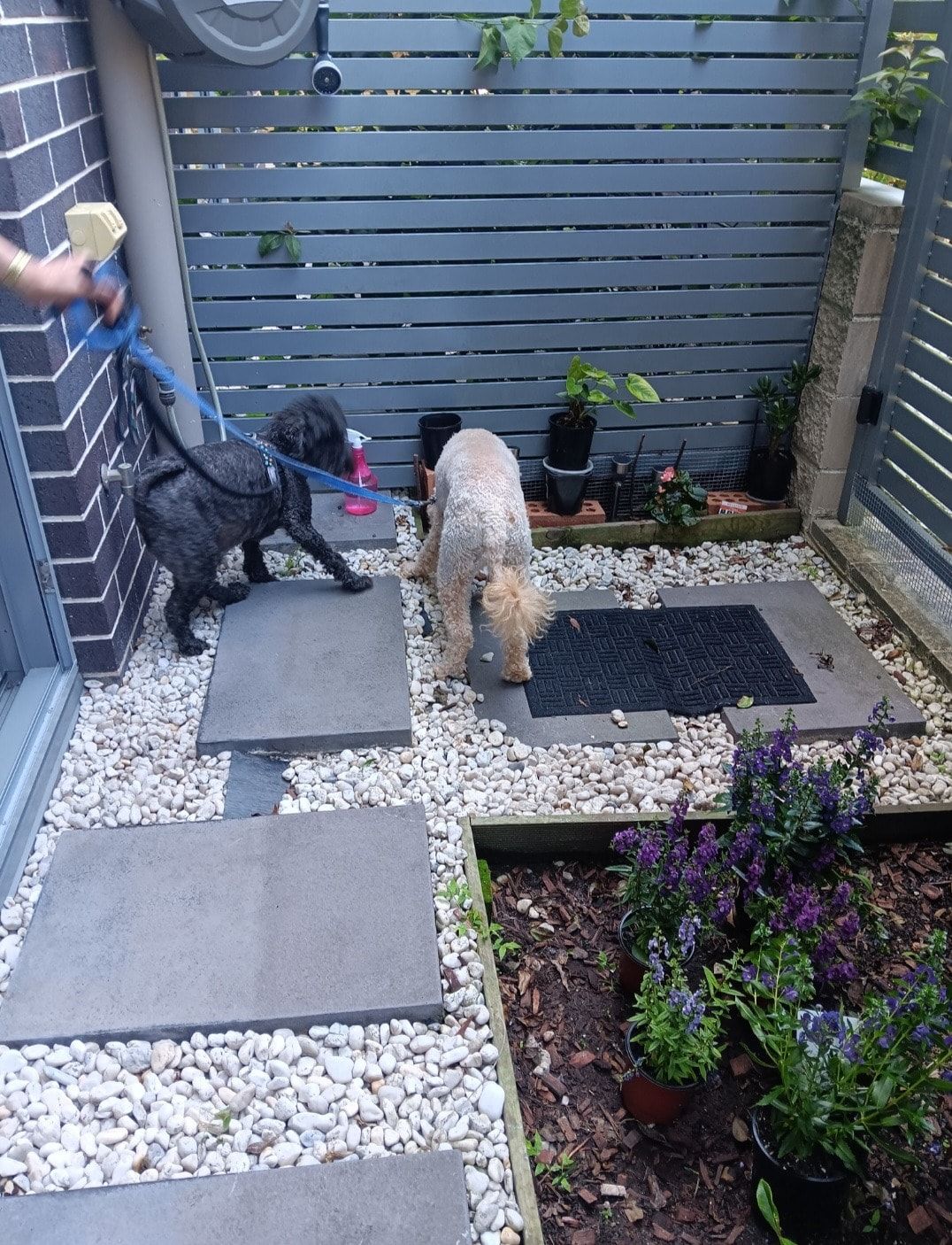image-19