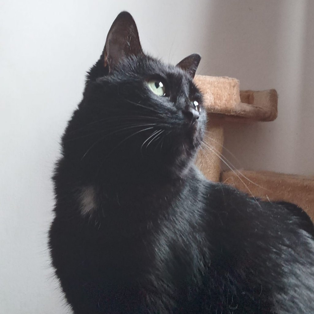 Niki