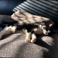 Angel