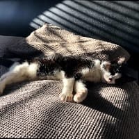Angel