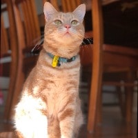 Elvis