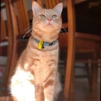 Elvis