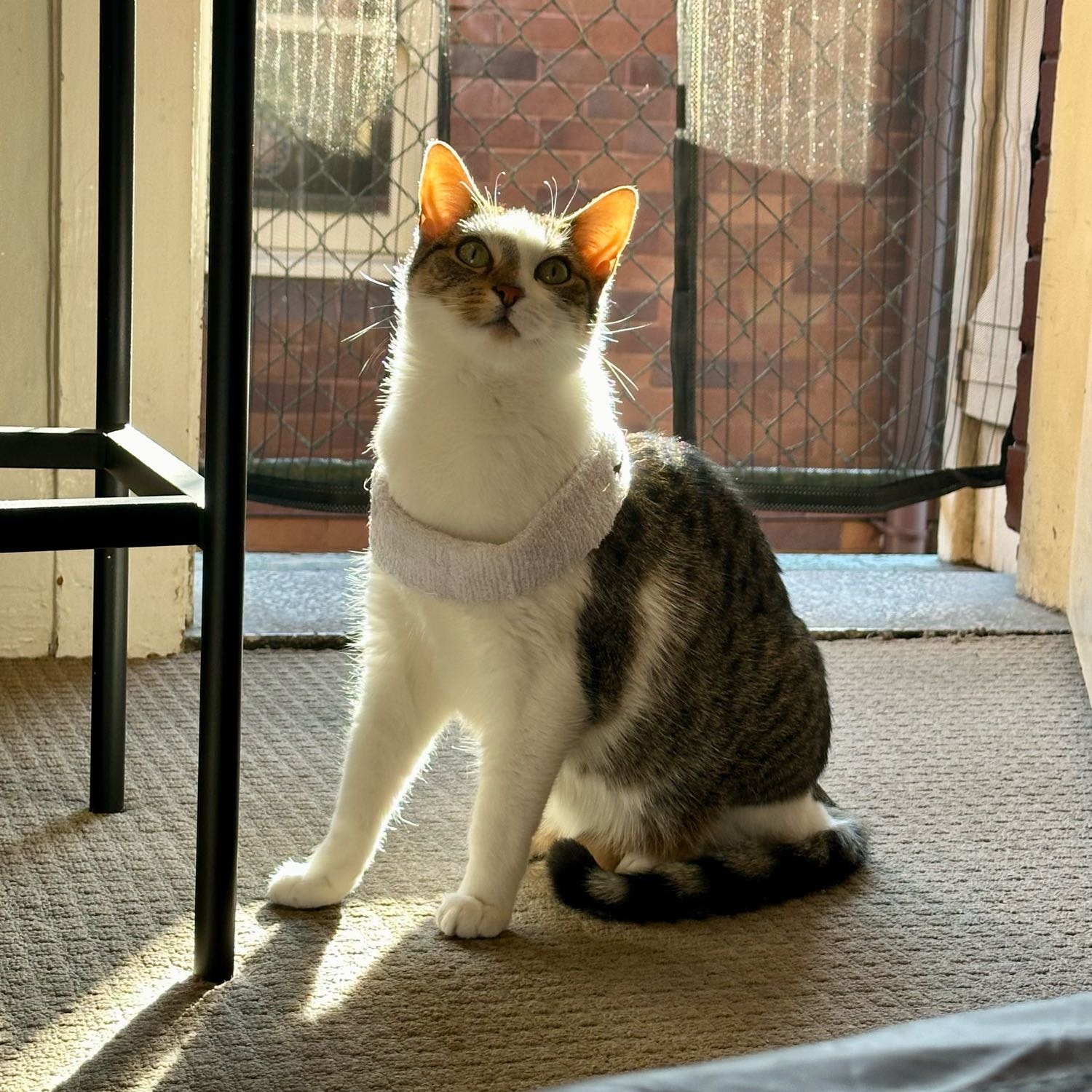 bonita