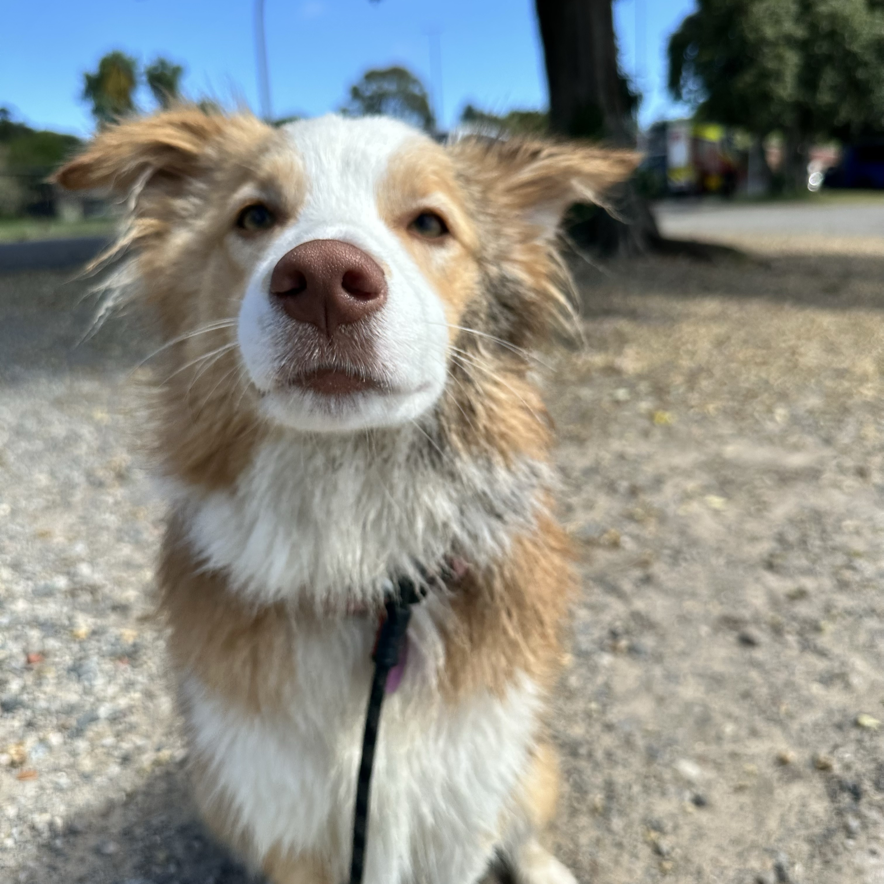 Piekna