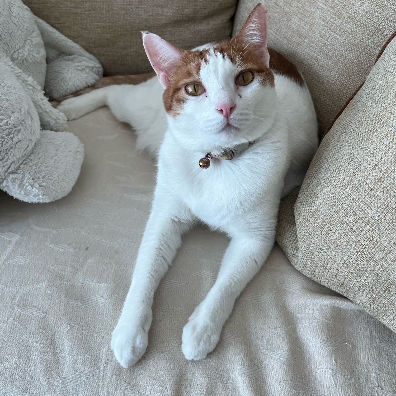 mochi