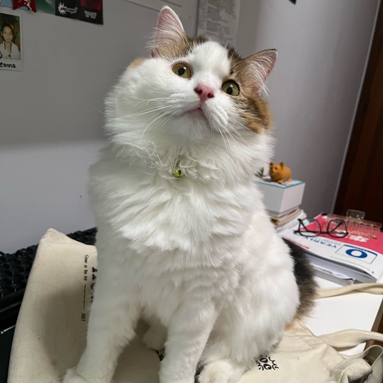 tofu