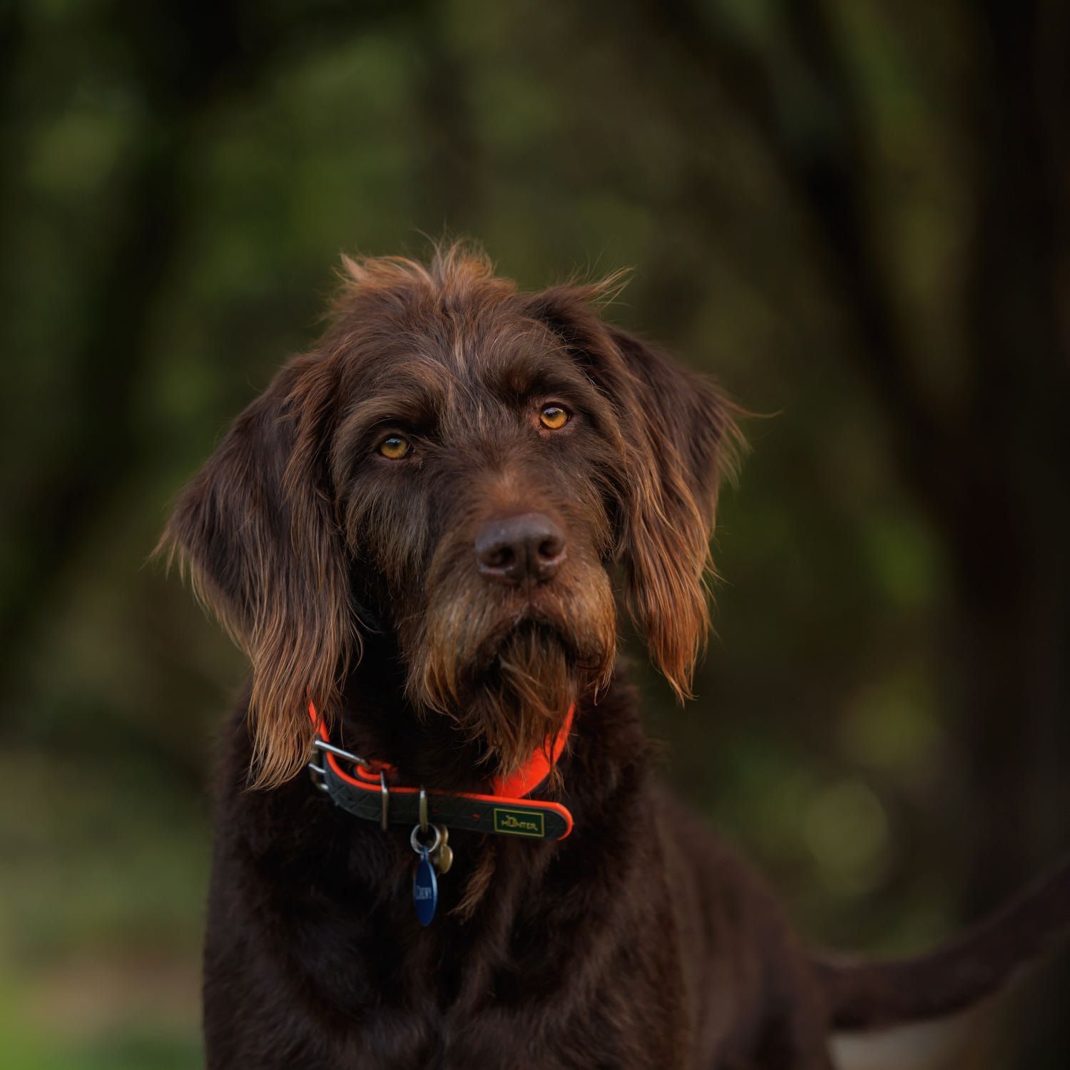 Chewy