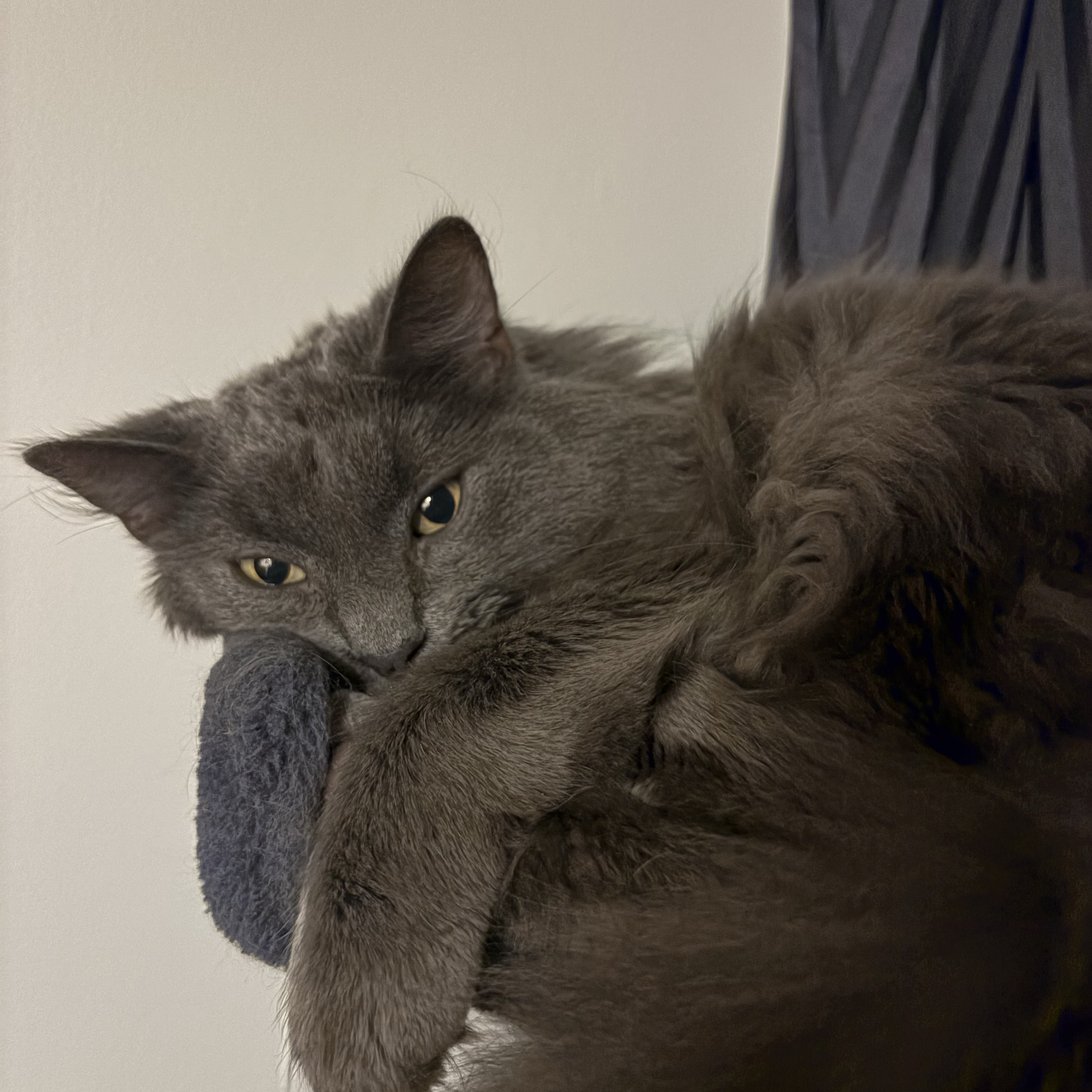 Coal