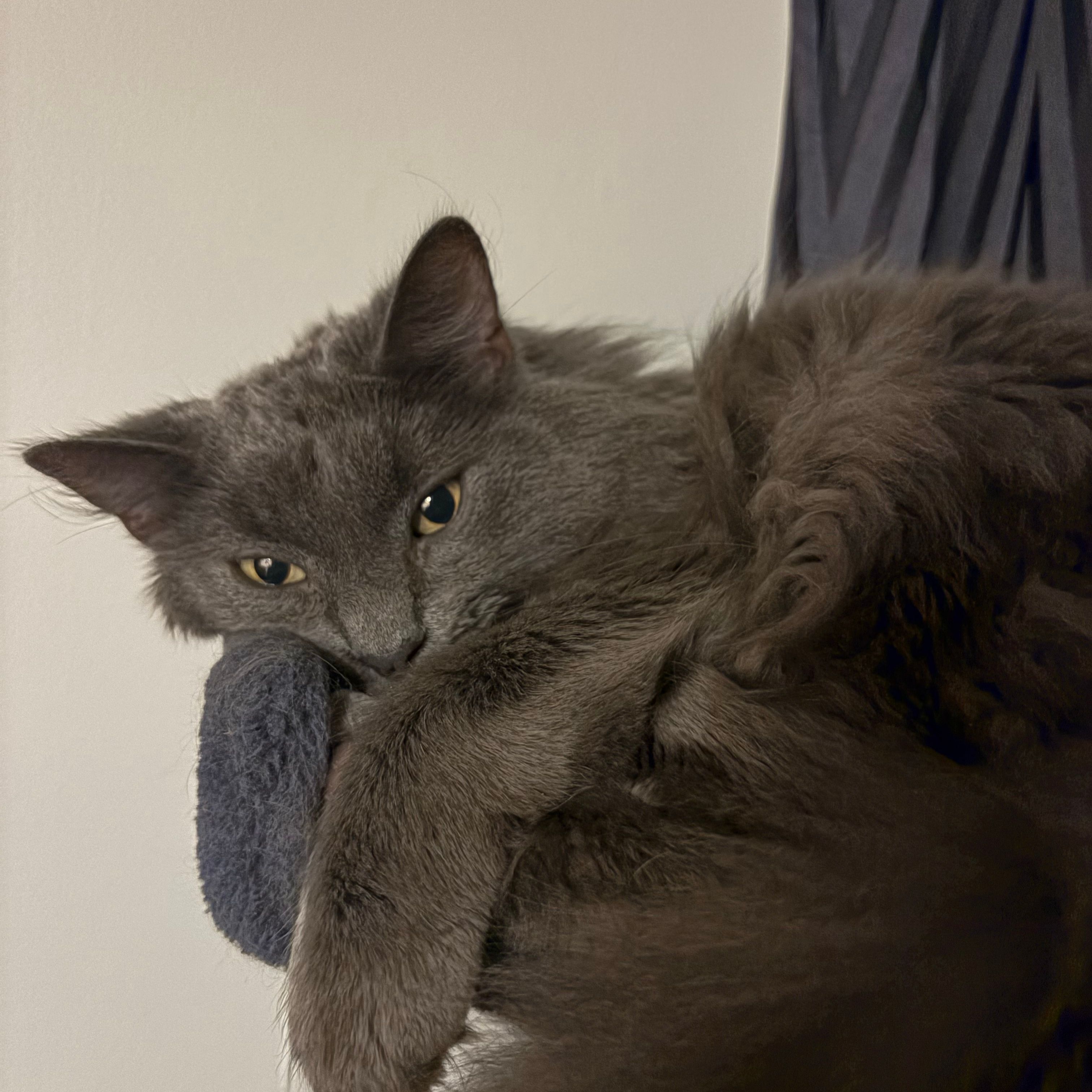 Coal