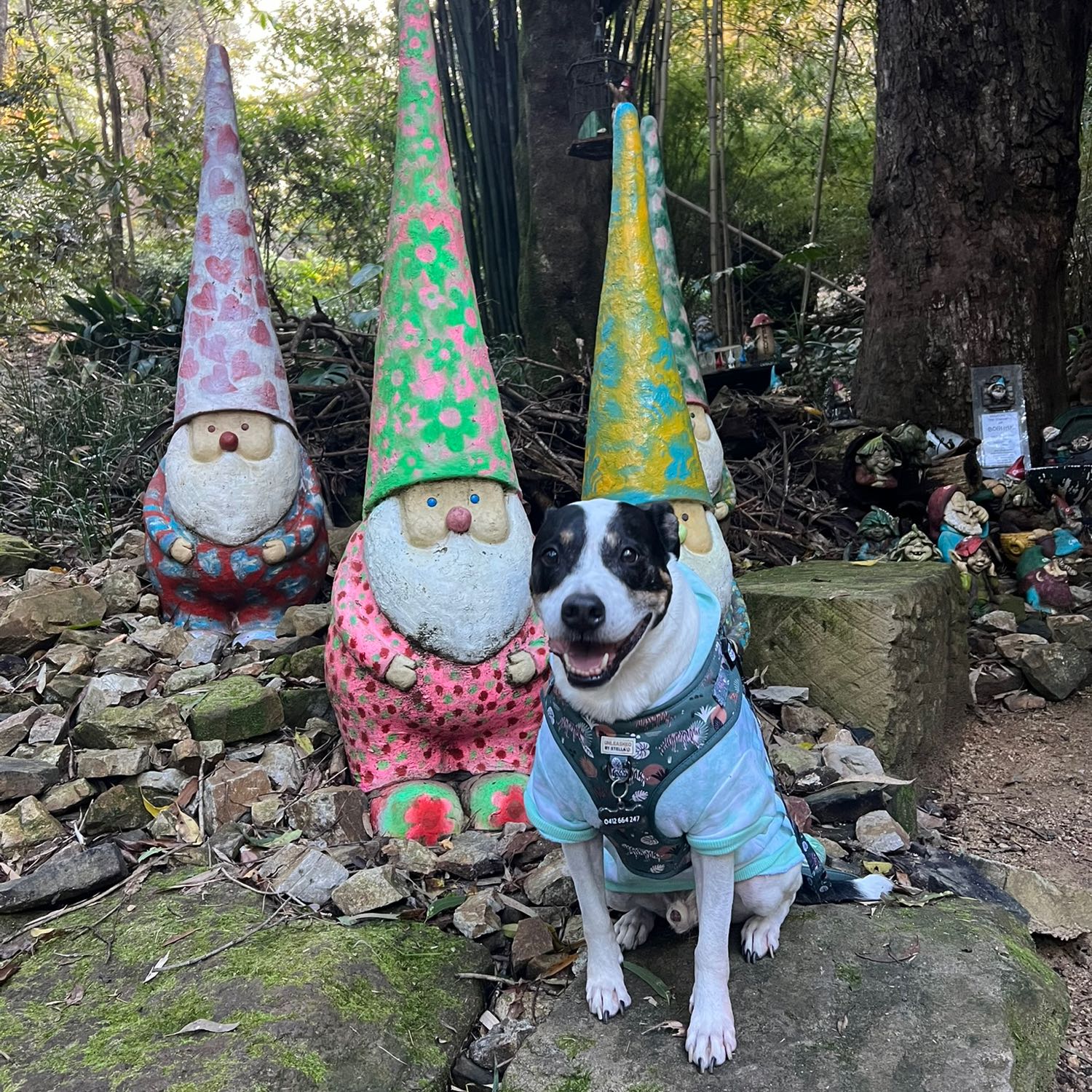 Chappy the soft serve Staffy 